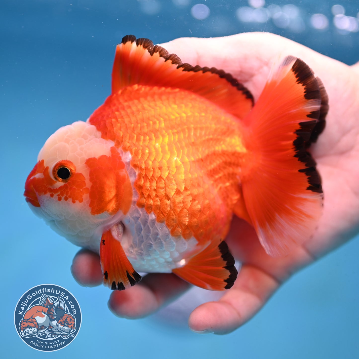 Jade Seal Red White Yuanbao Oranda 4 inch Body (251017_OR09)