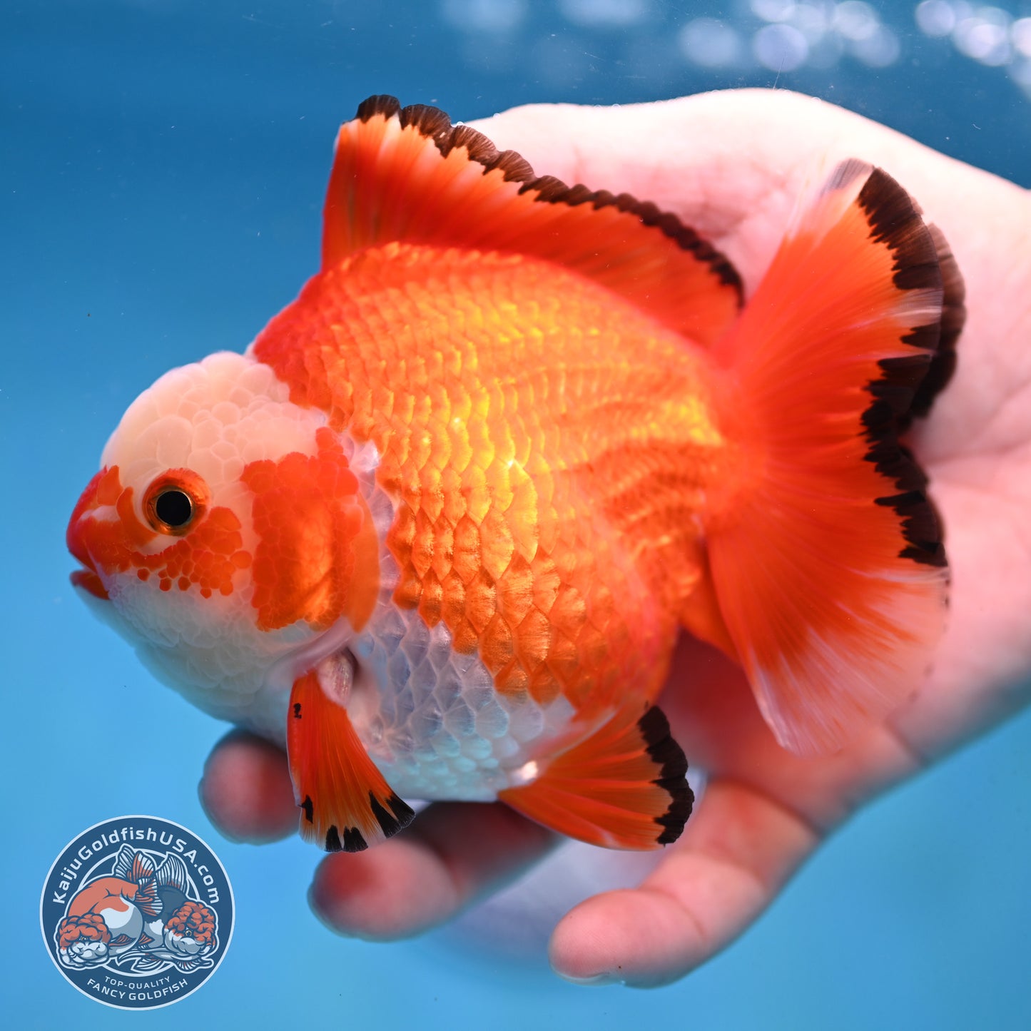 Jade Seal Red White Yuanbao Oranda 4 inch Body (251017_OR09)