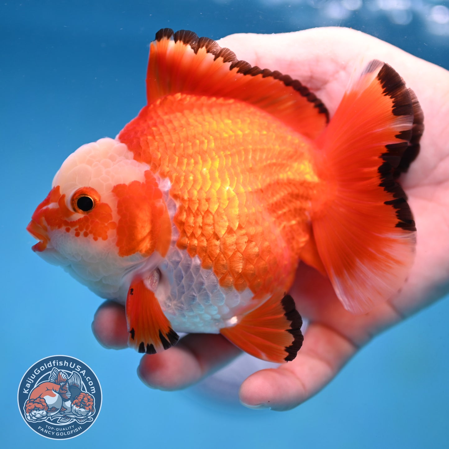 Jade Seal Red White Yuanbao Oranda 4 inch Body (251017_OR09)