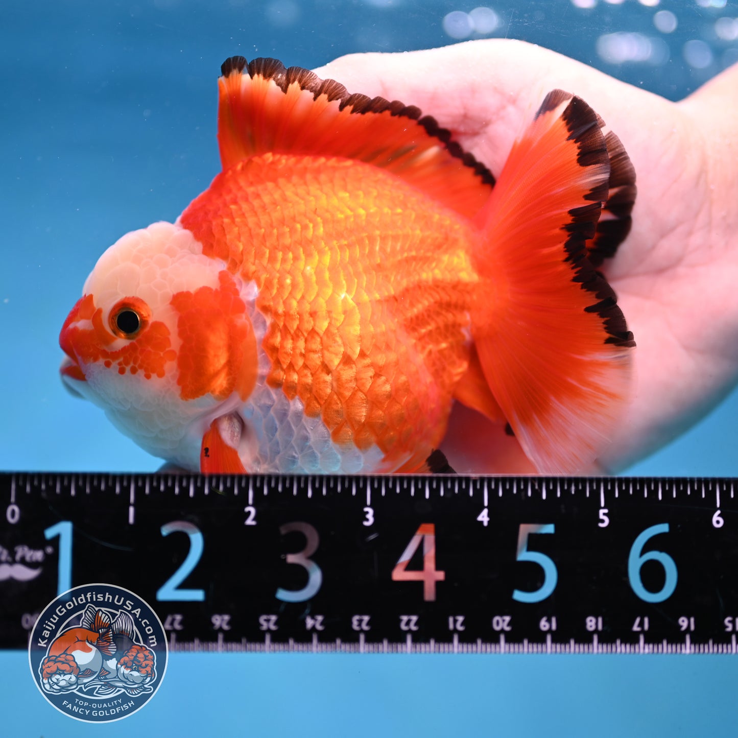 Jade Seal Red White Yuanbao Oranda 4 inch Body (251017_OR09)