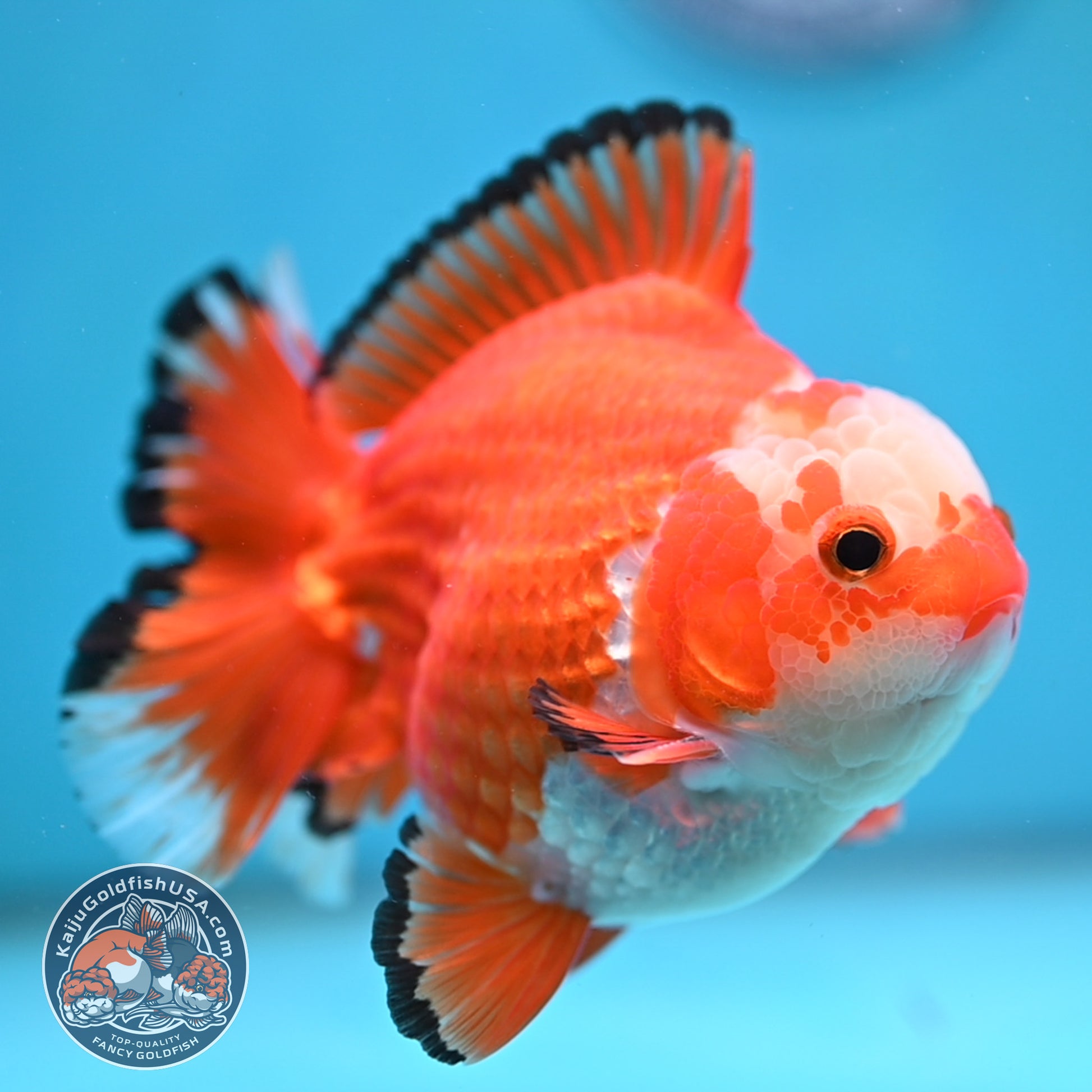 Jade Seal Red White Yuanbao Oranda 4 inch Body (251017_OR09)