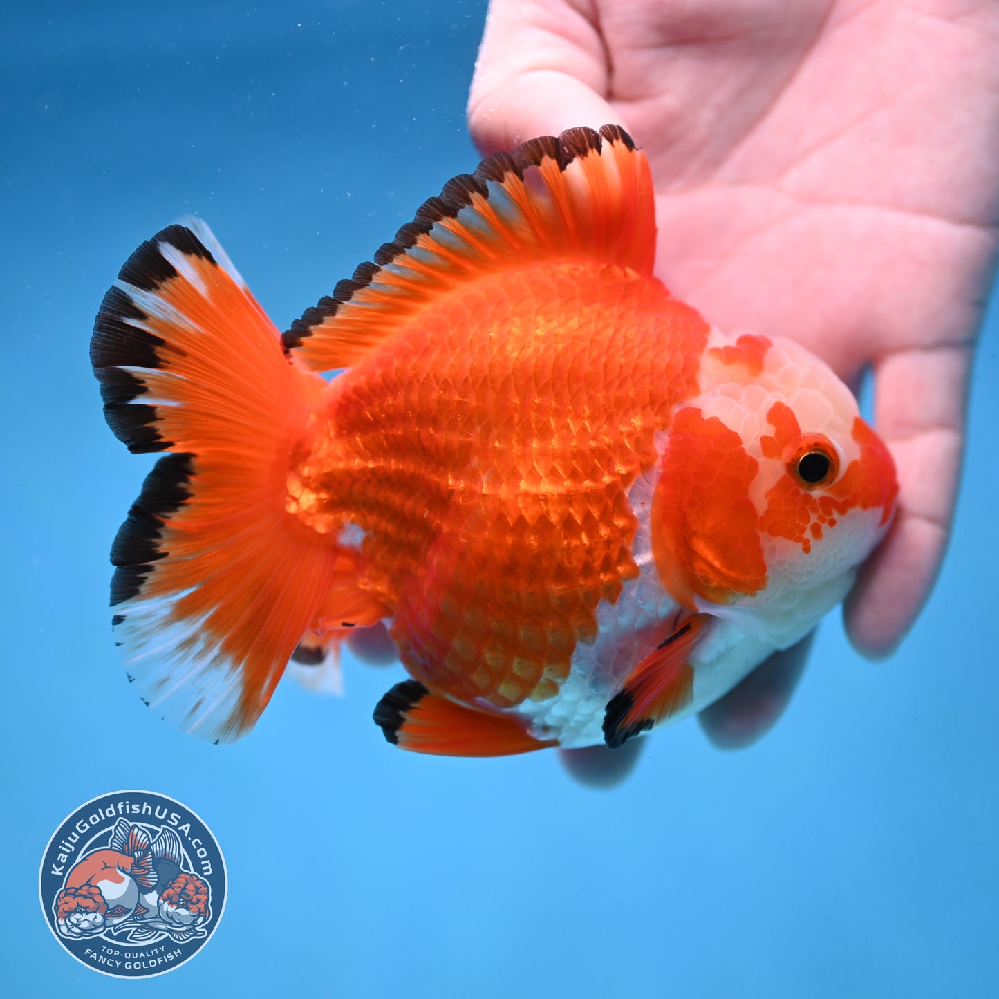 Jade Seal Red White Yuanbao Oranda 4 inch Body (251017_OR09)