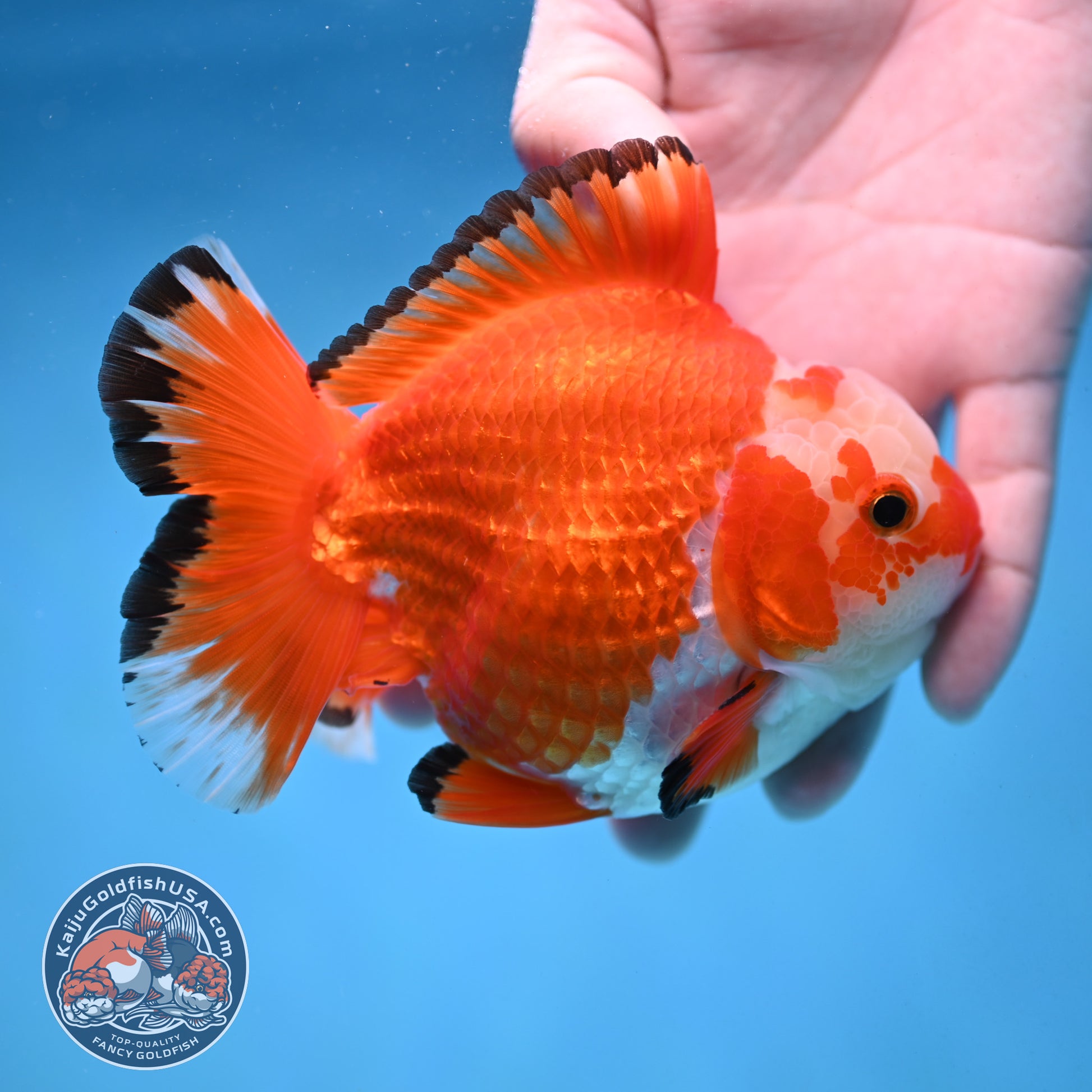 Jade Seal Red White Yuanbao Oranda 4 inch Body (251017_OR09)