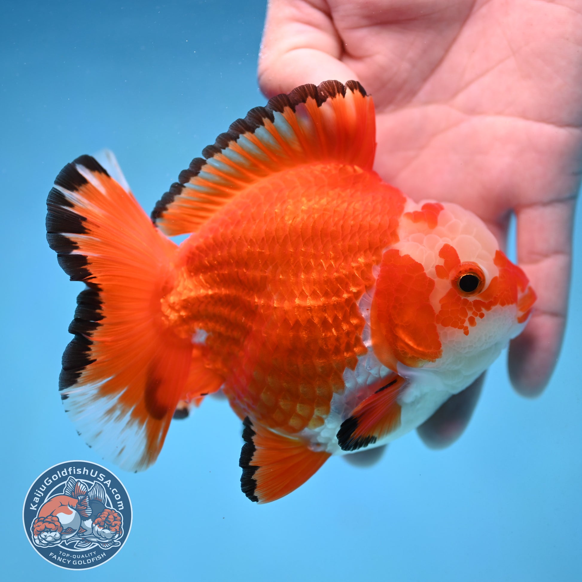 Jade Seal Red White Yuanbao Oranda 4 inch Body (251017_OR09)