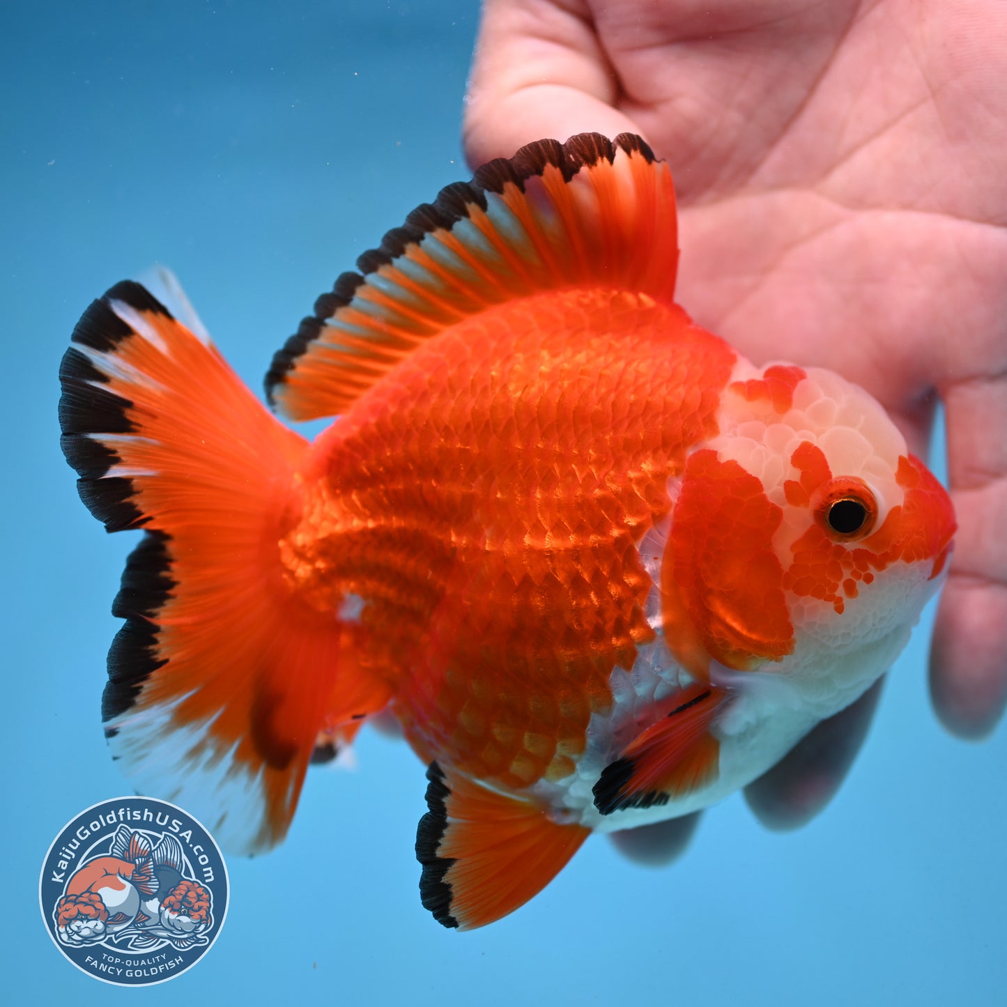 Jade Seal Red White Yuanbao Oranda 4 inch Body (251017_OR09)