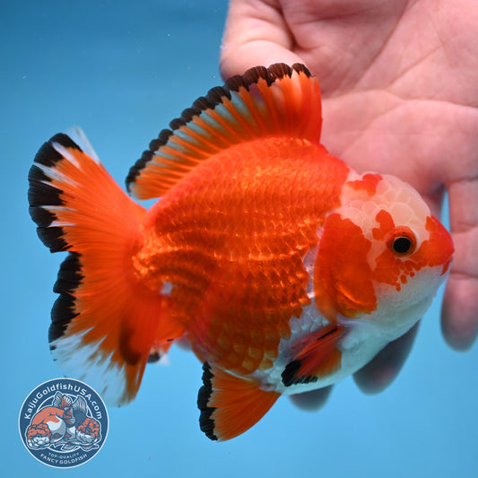 Jade Seal Red White Yuanbao Oranda 4 inch Body (251017_OR09)
