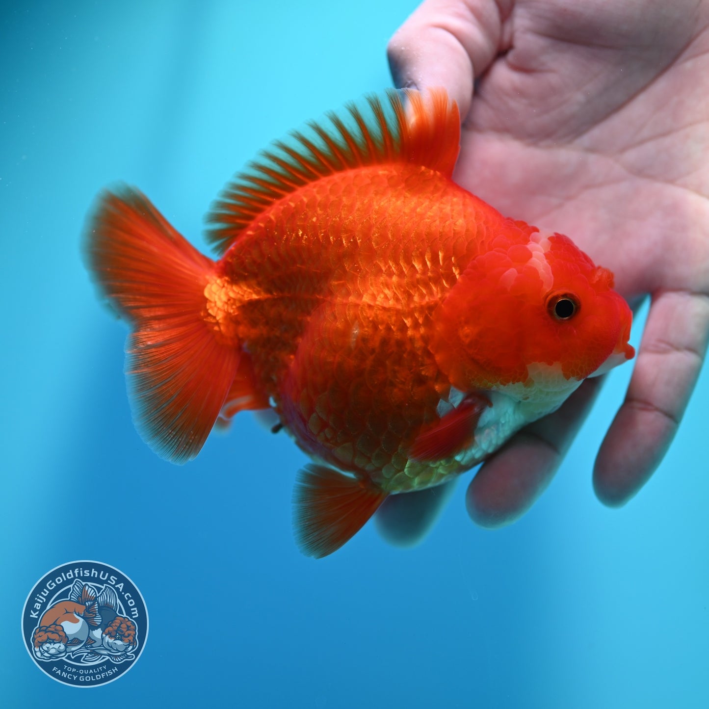 Jade Seal Red White YuanBao Oranda 4 inch Body (260529_OR16)