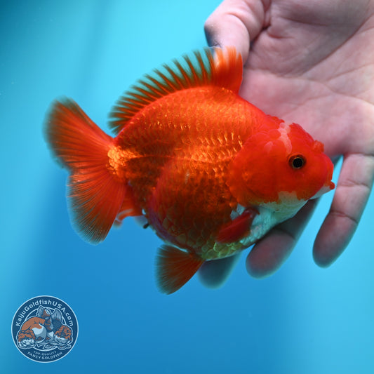 Jade Seal Red White YuanBao Oranda 4 inch Body (260529_OR16)