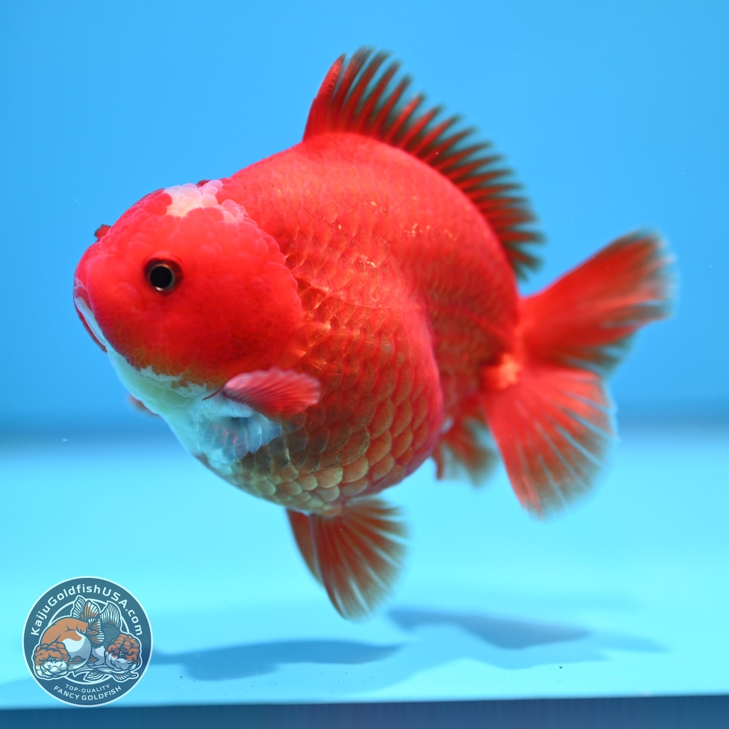 Jade Seal Red White YuanBao Oranda 4 inch Body (260529_OR16)