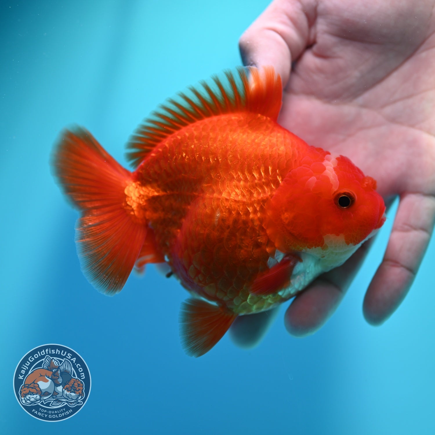 Jade Seal Red White YuanBao Oranda 4 inch Body (260529_OR16)