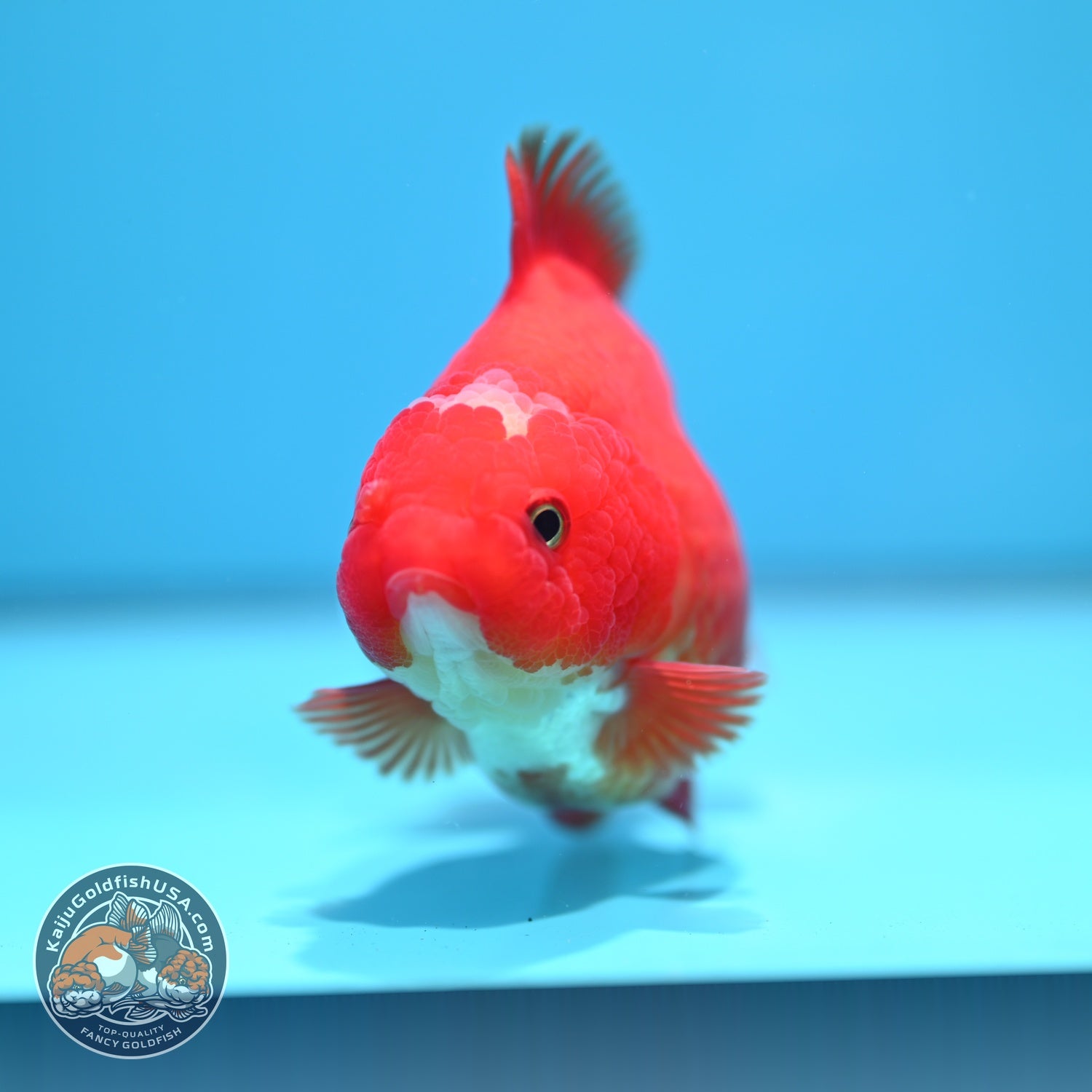 Jade Seal Red White YuanBao Oranda 4 inch Body (260529_OR16)