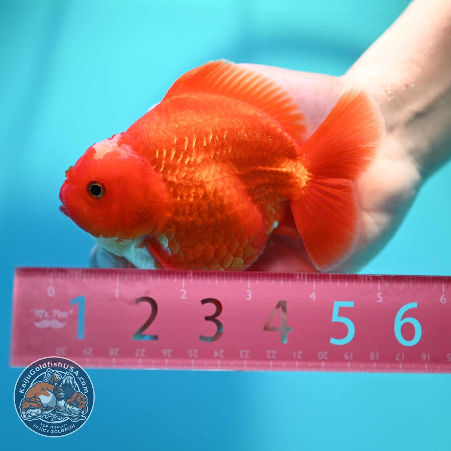 Jade Seal Red White YuanBao Oranda 4 inch Body (260529_OR16)