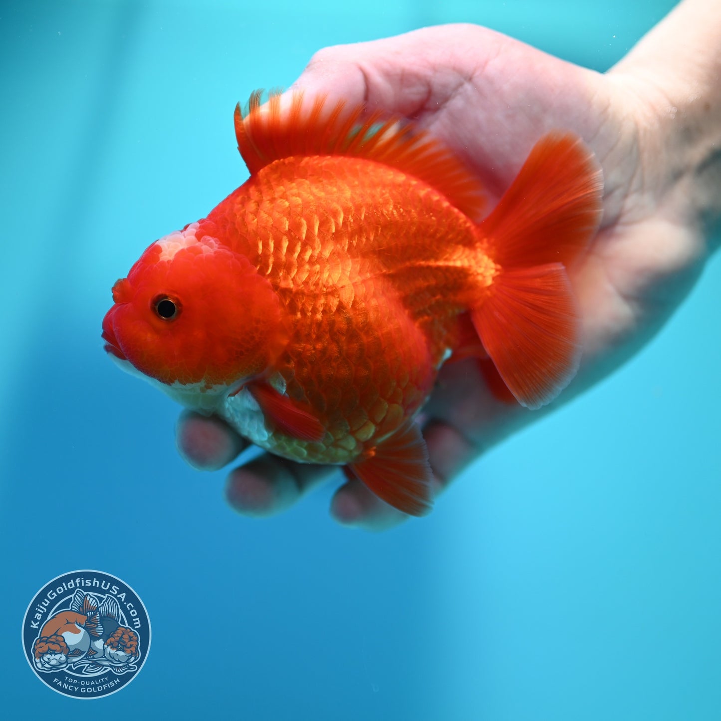 Jade Seal Red White YuanBao Oranda 4 inch Body (260529_OR16)