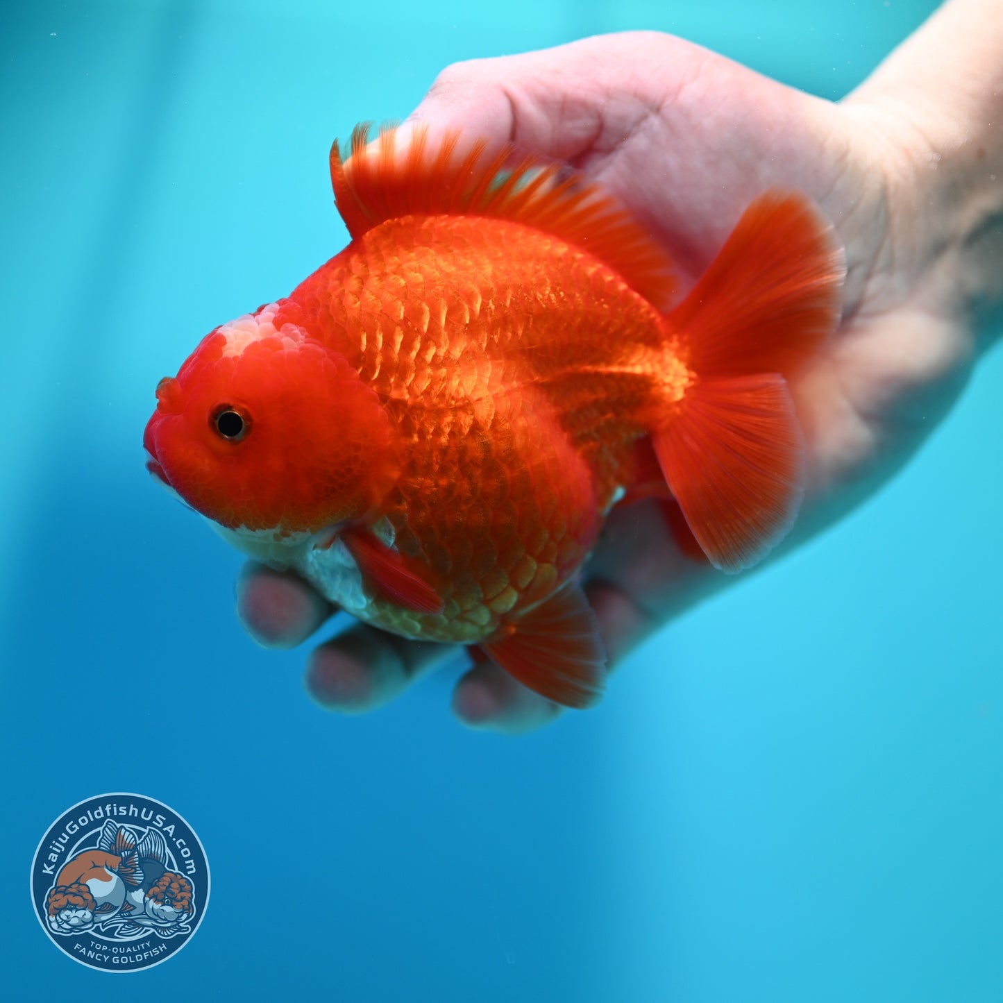 Jade Seal Red White YuanBao Oranda 4 inch Body (260529_OR16)
