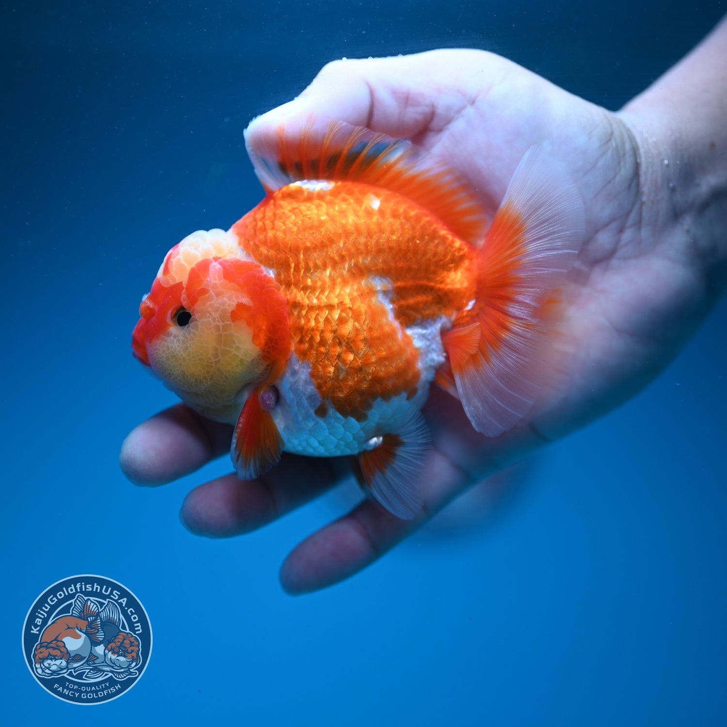 Jade Seal Red White YuanBao Oranda 4 inch Body (260626_OR04)
