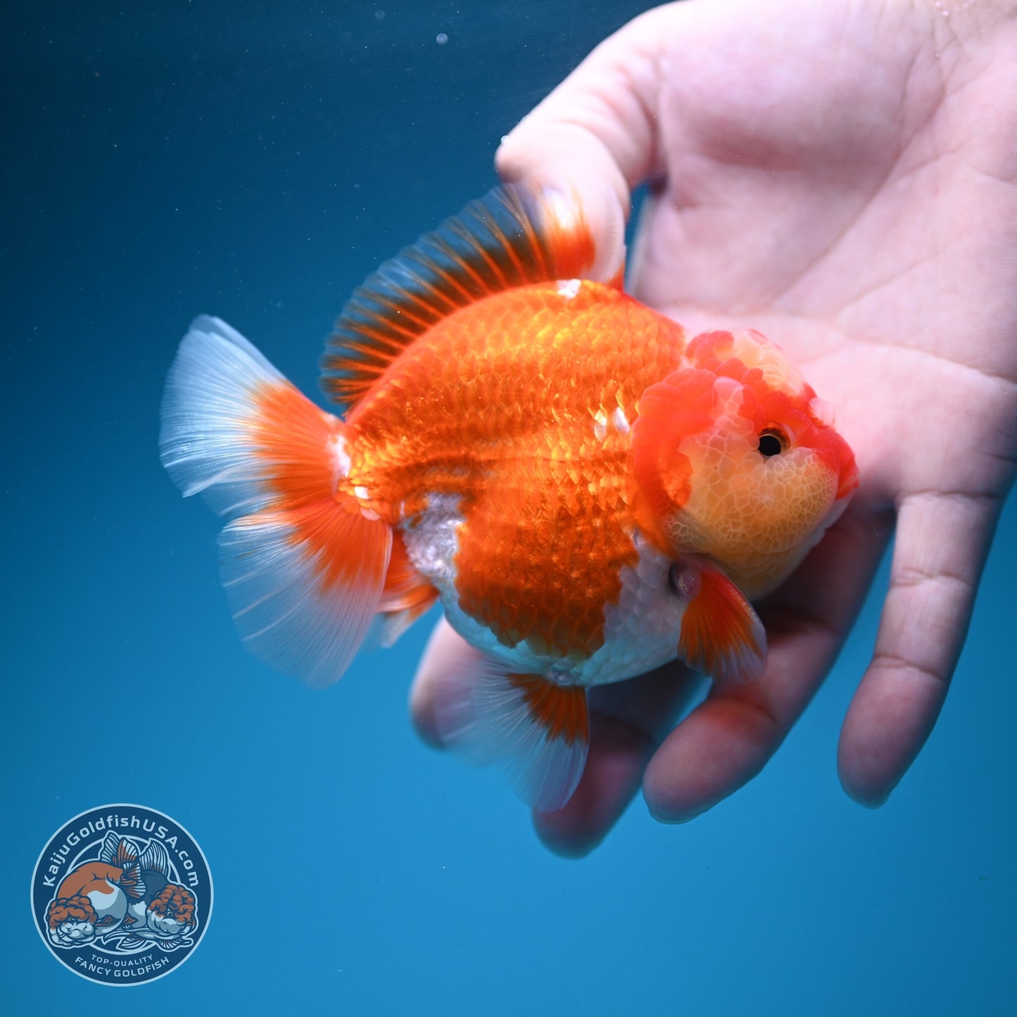 Jade Seal Red White YuanBao Oranda 4 inch Body (260626_OR04)