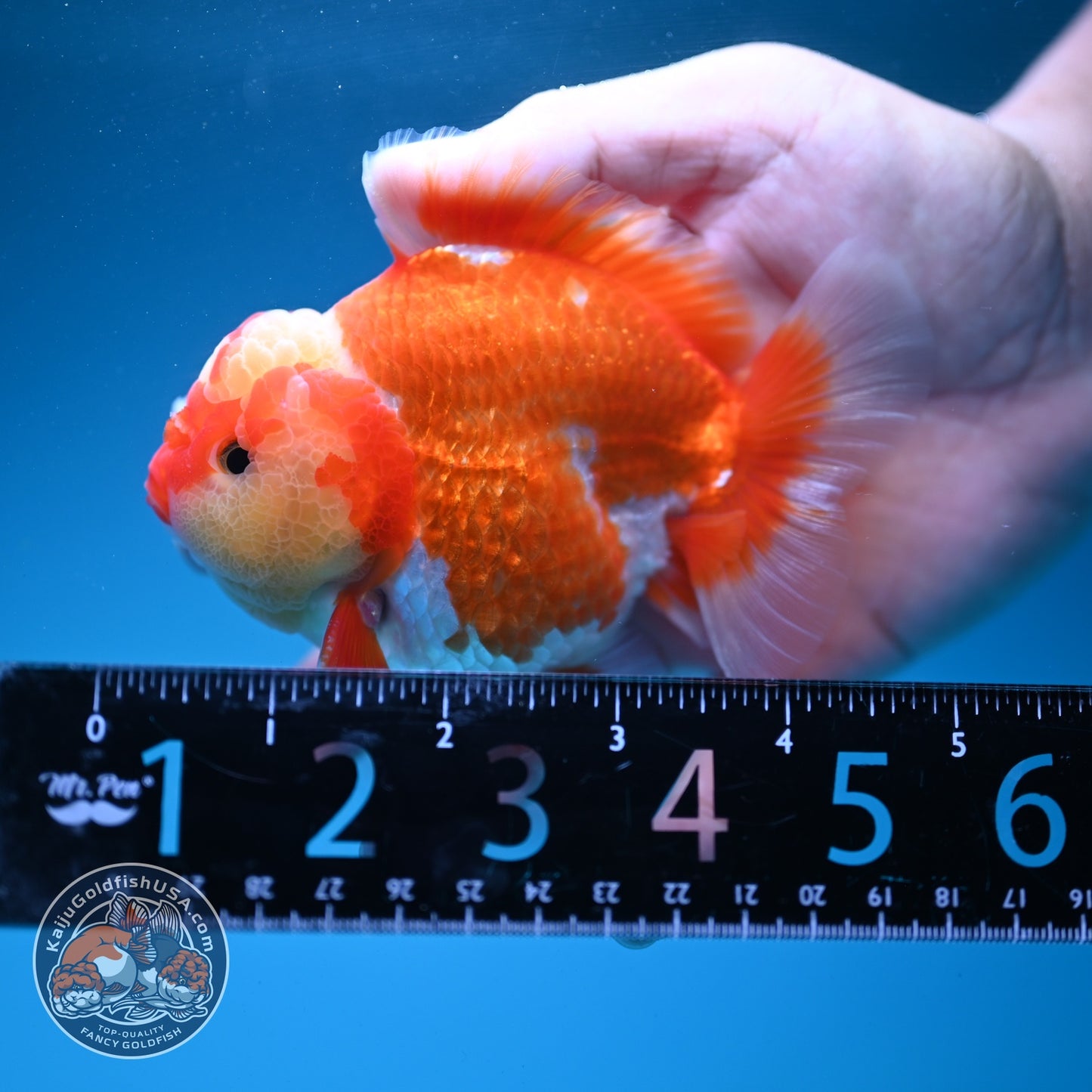 Jade Seal Red White YuanBao Oranda 4 inch Body (260626_OR04)