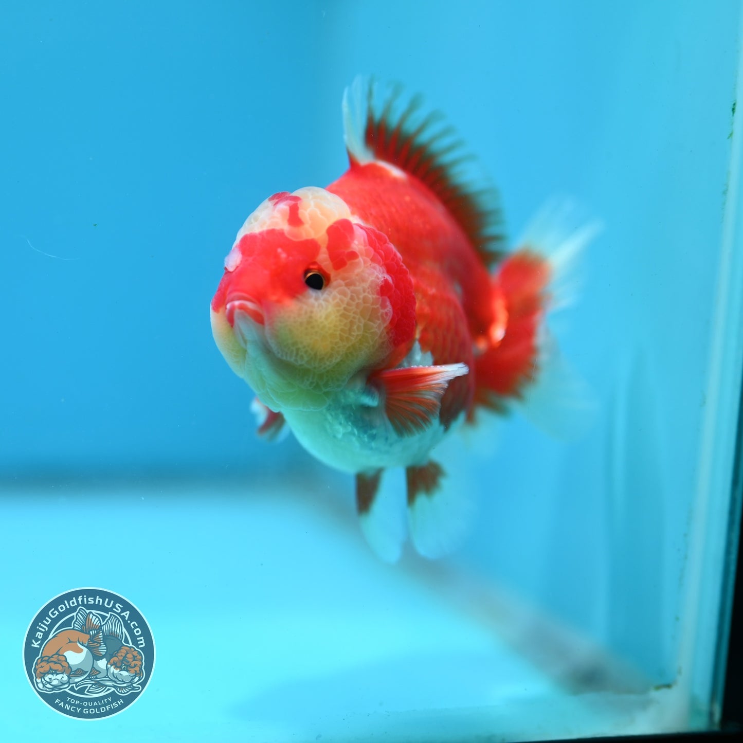 Jade Seal Red White YuanBao Oranda 4 inch Body (260626_OR04)