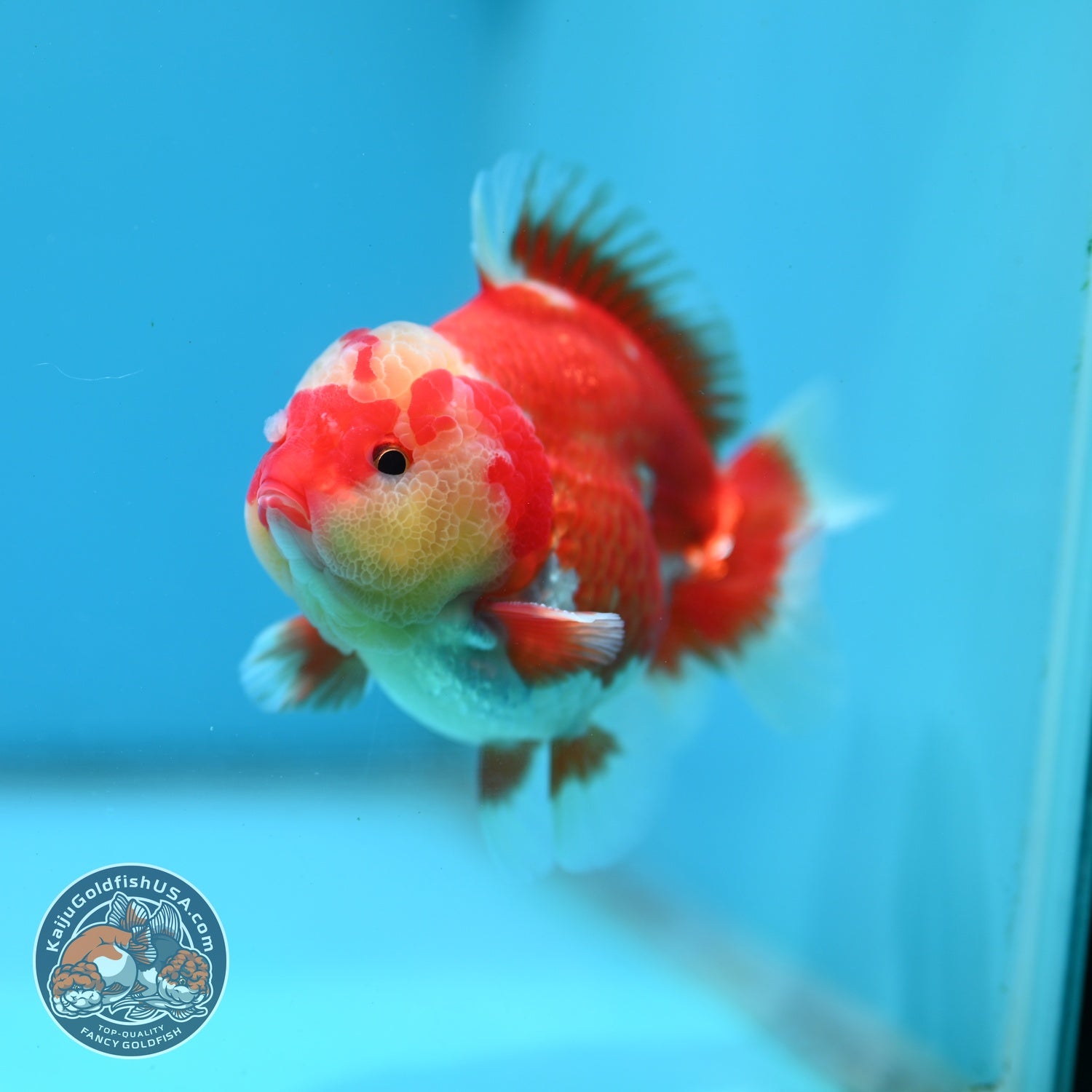 Jade Seal Red White YuanBao Oranda 4 inch Body (260626_OR04)