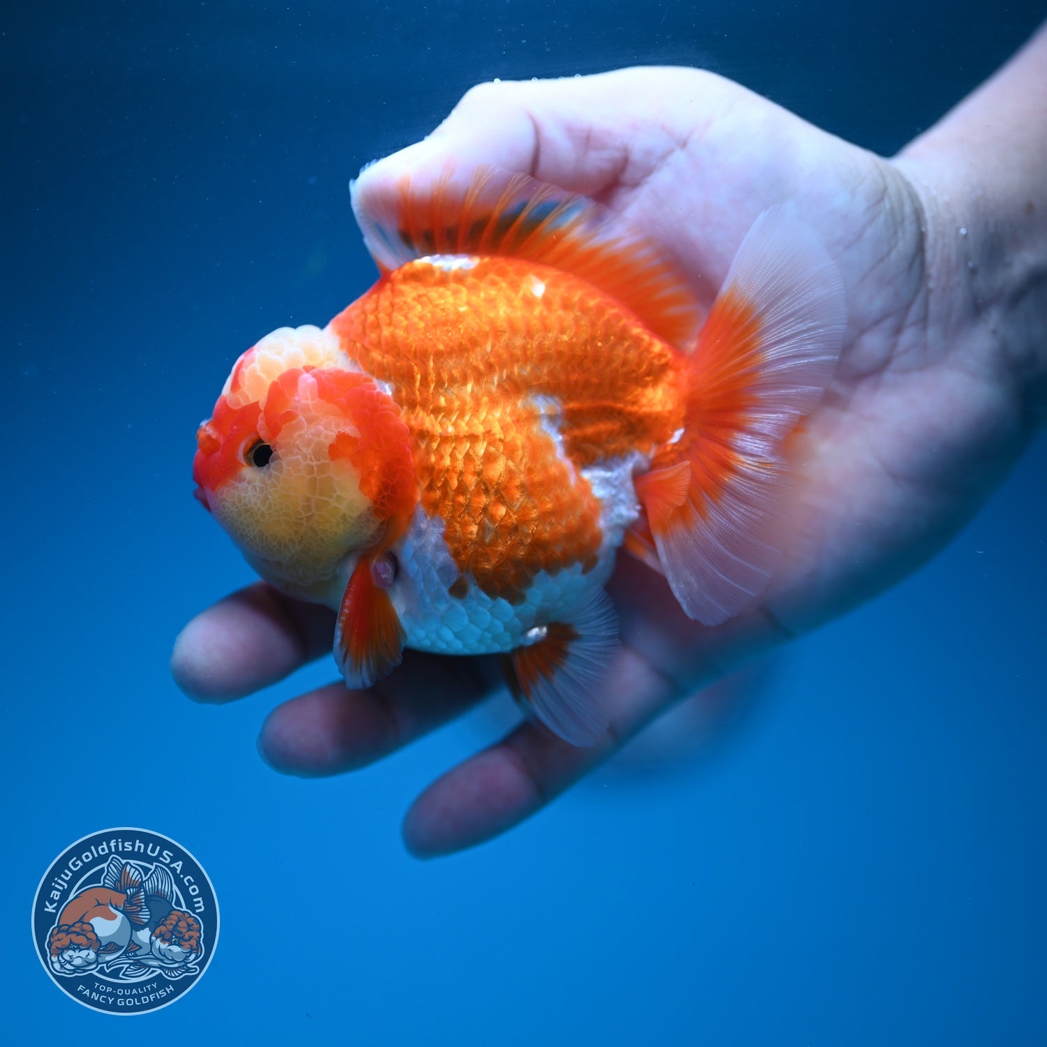 Jade Seal Red White YuanBao Oranda 4 inch Body (260626_OR04)