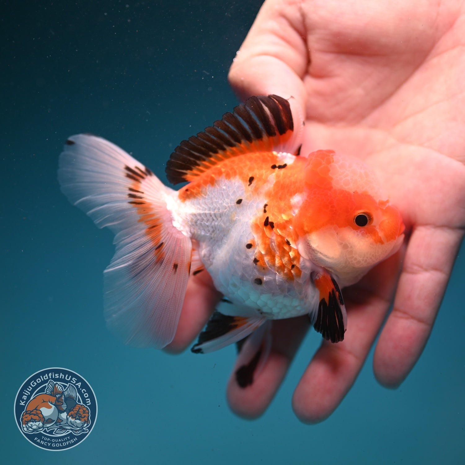 Jade Seal Tricolor Rose Tail Oranda 3 inch Body (260821_OR10)