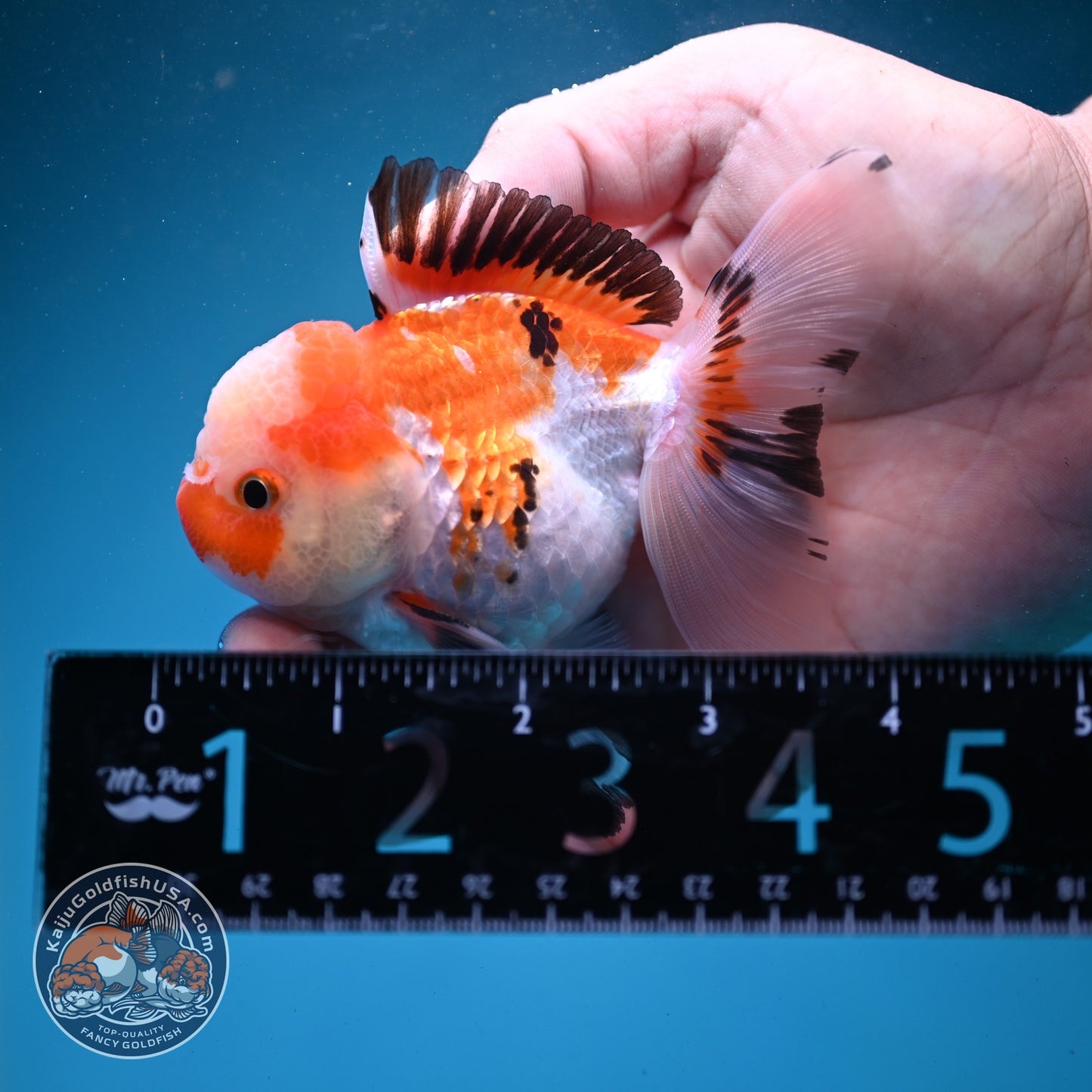 Jade Seal Tricolor Rose Tail Oranda 3 inch Body (260821_OR10)