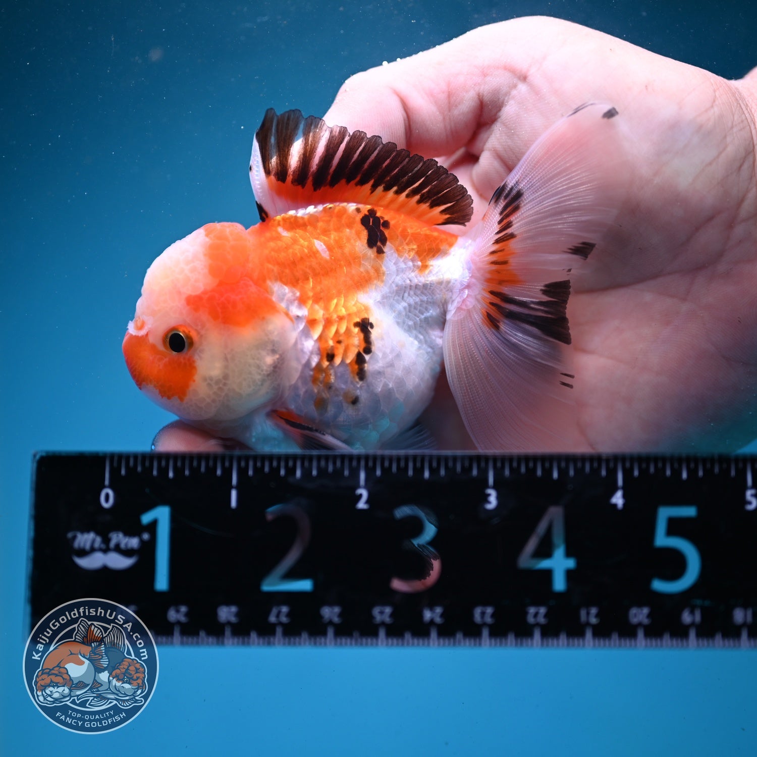 Jade Seal Tricolor Rose Tail Oranda 3 inch Body (260821_OR10)