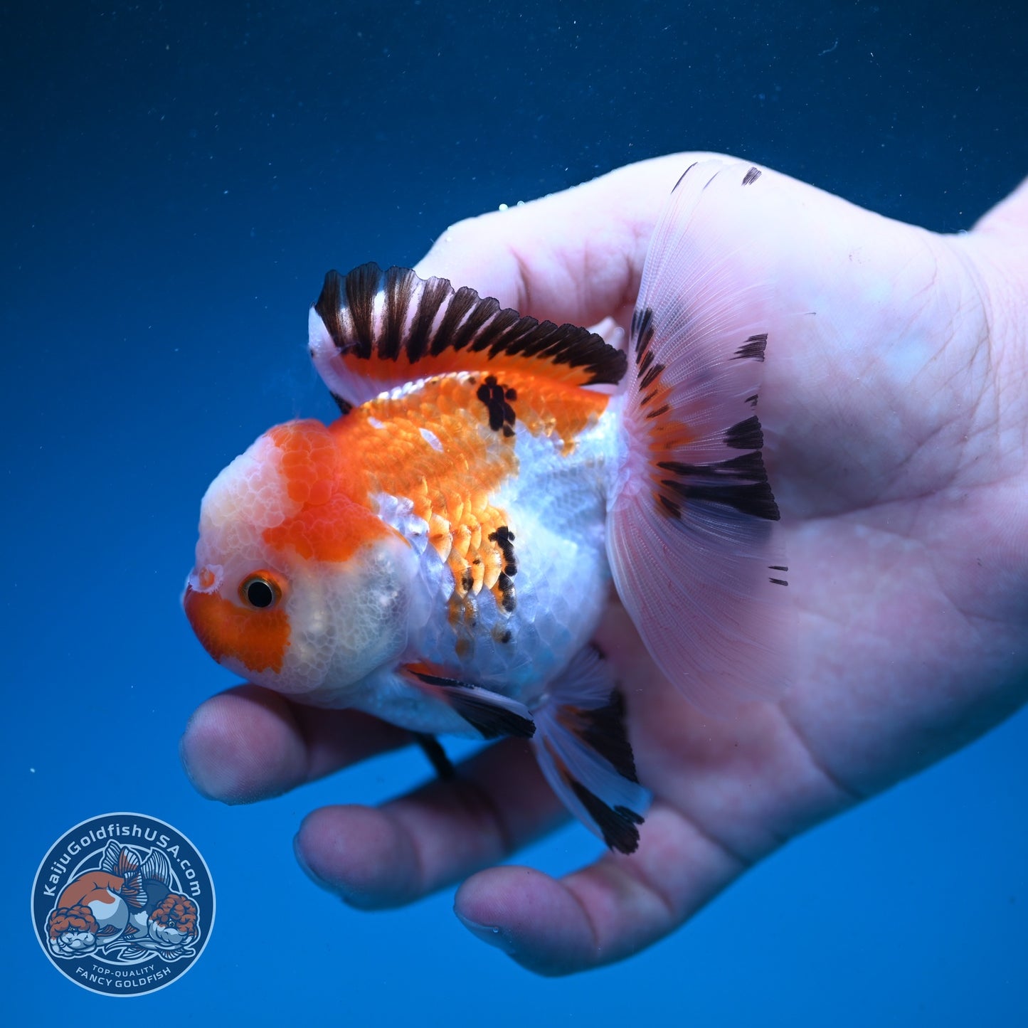 Jade Seal Tricolor Rose Tail Oranda 3 inch Body (260821_OR10)
