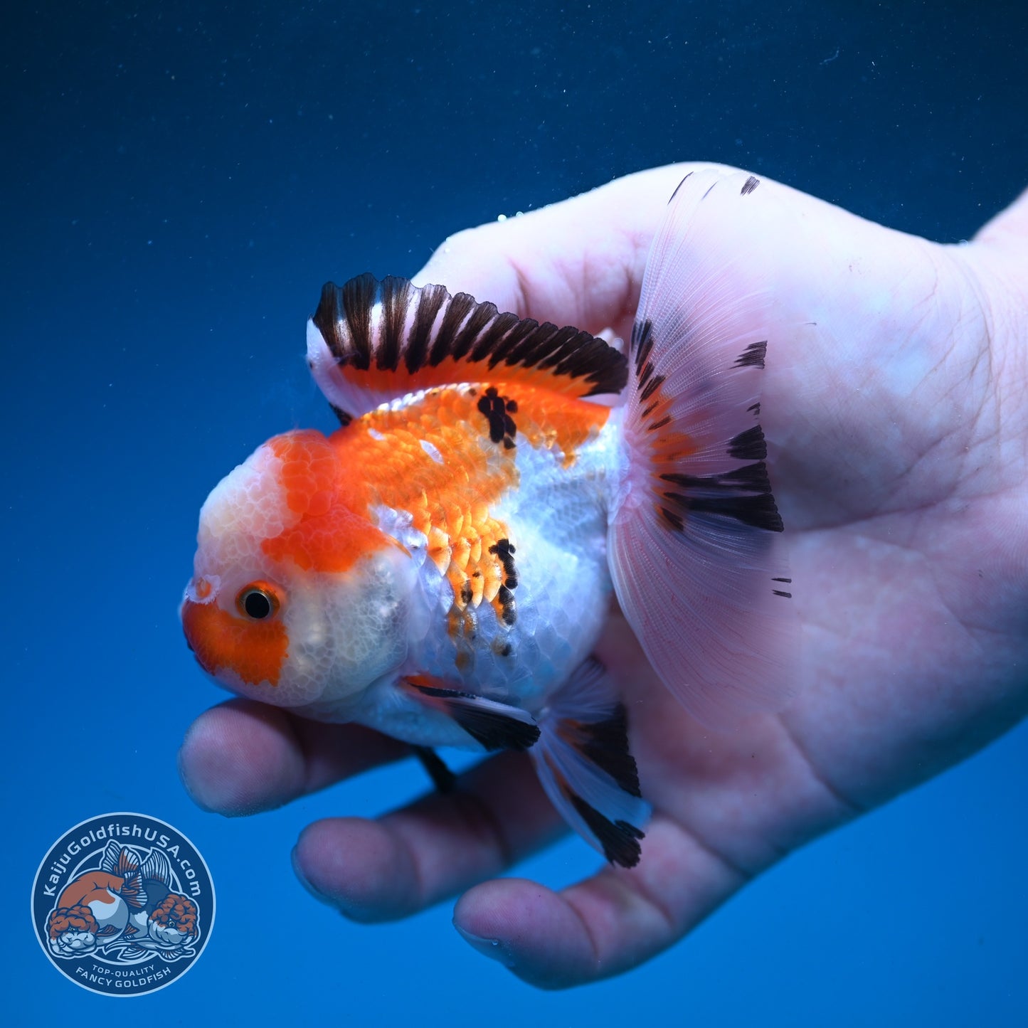 Jade Seal Tricolor Rose Tail Oranda 3 inch Body (260821_OR10)