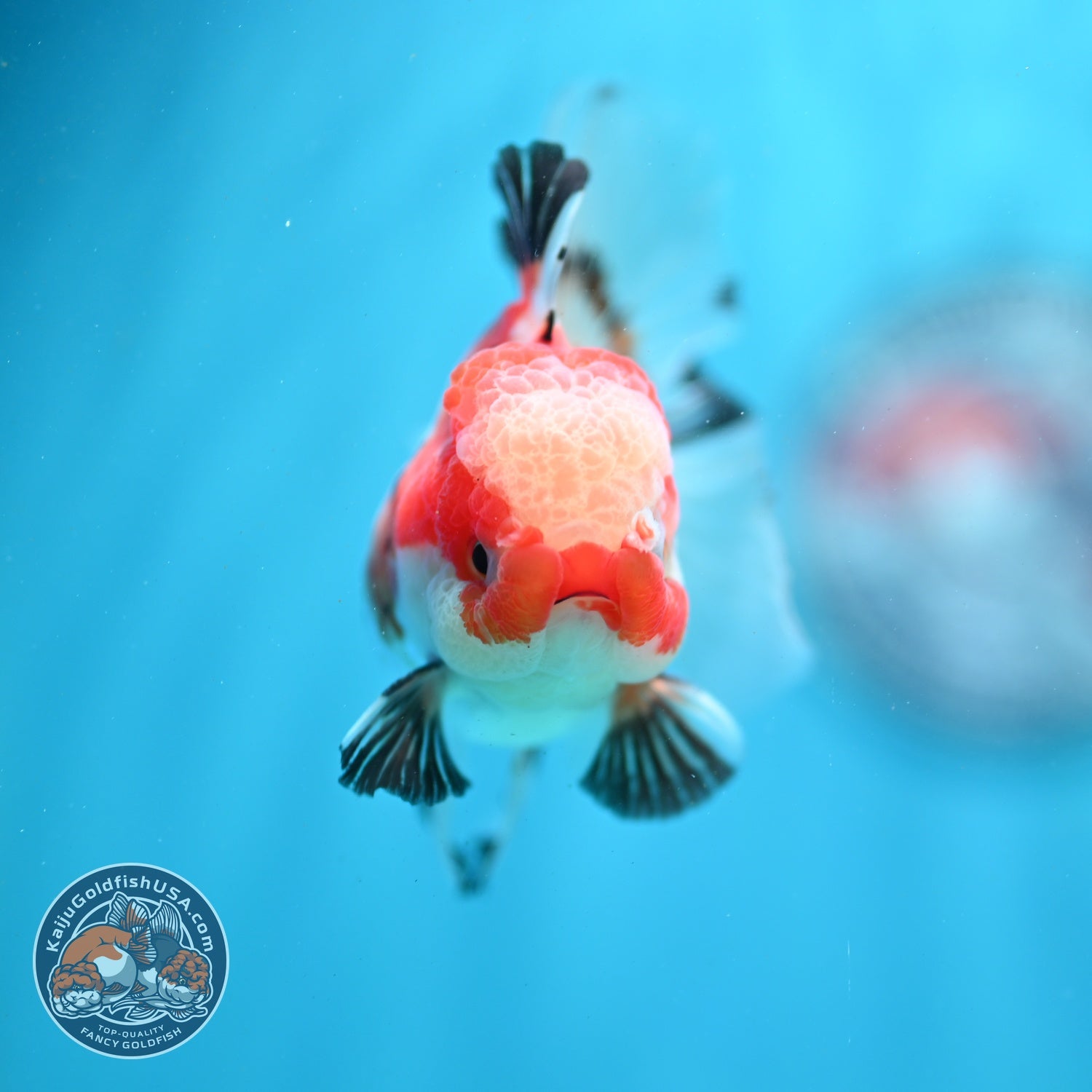 Jade Seal Tricolor Rose Tail Oranda 3 inch Body (260821_OR10)