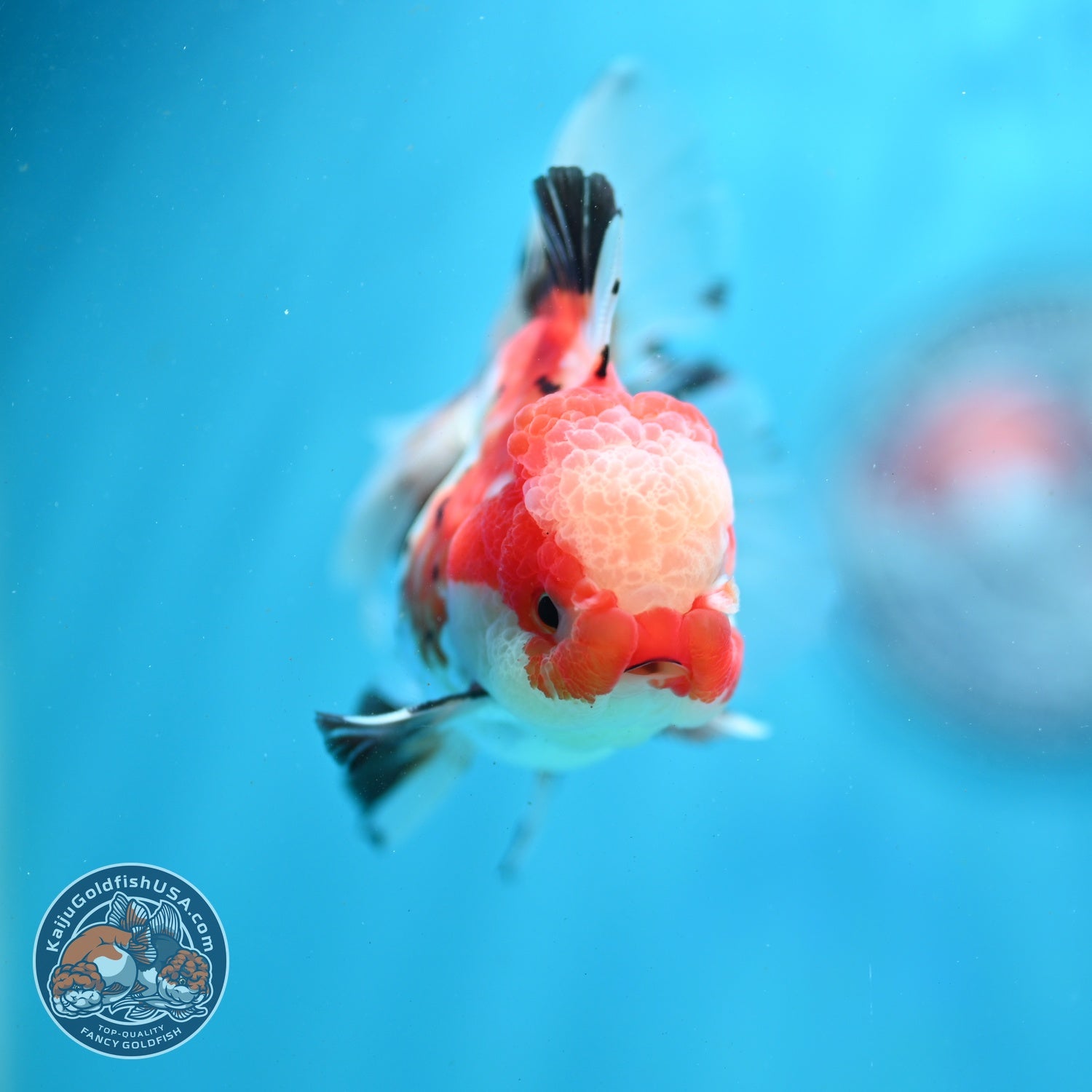 Jade Seal Tricolor Rose Tail Oranda 3 inch Body (260821_OR10)