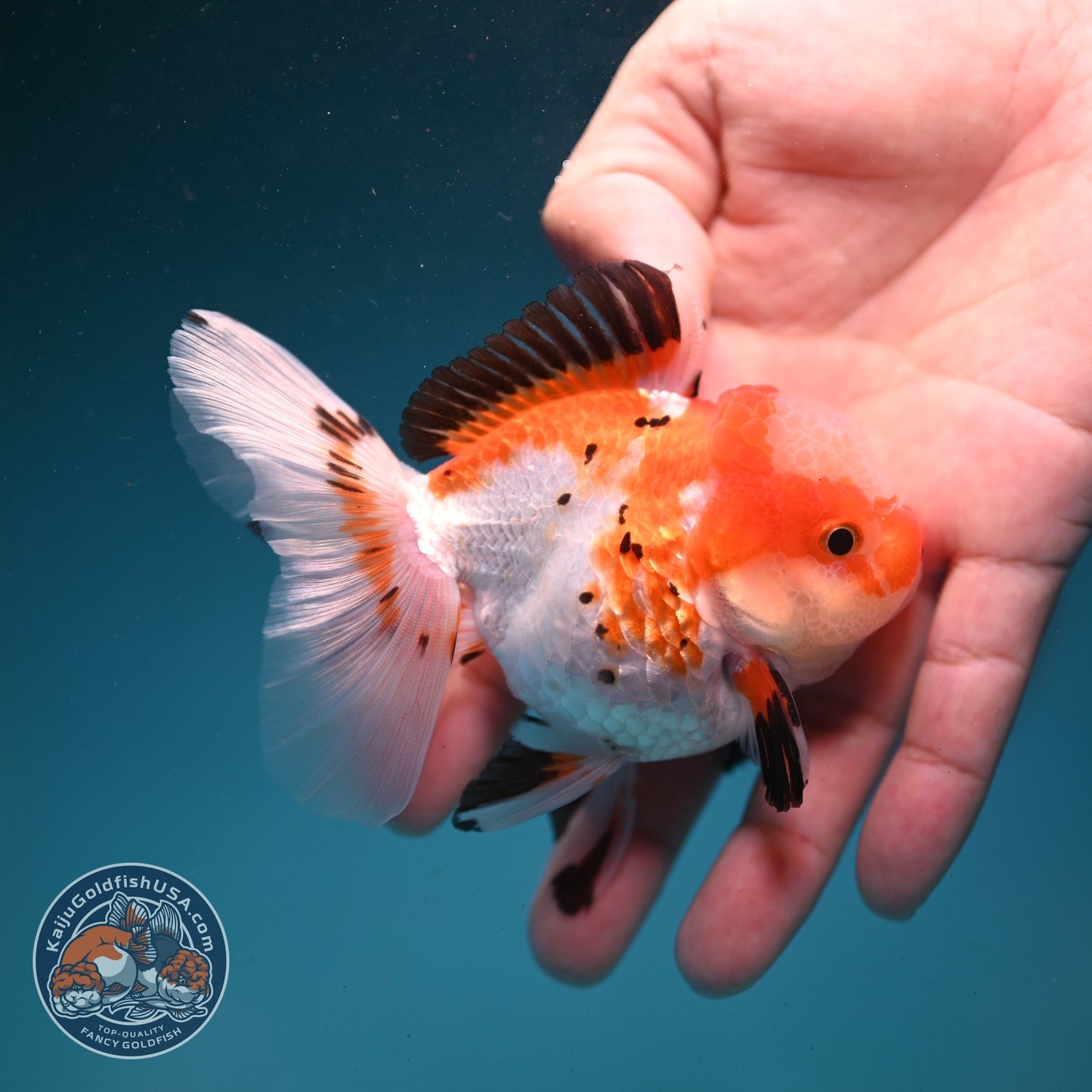 Jade Seal Tricolor Rose Tail Oranda 3 inch Body (260821_OR10)