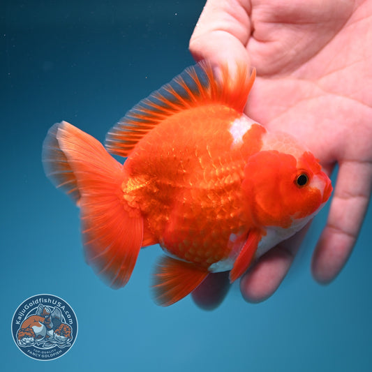 Jade Top Red White YuanBao Oranda 3.5 inch Body (260918_OR08)
