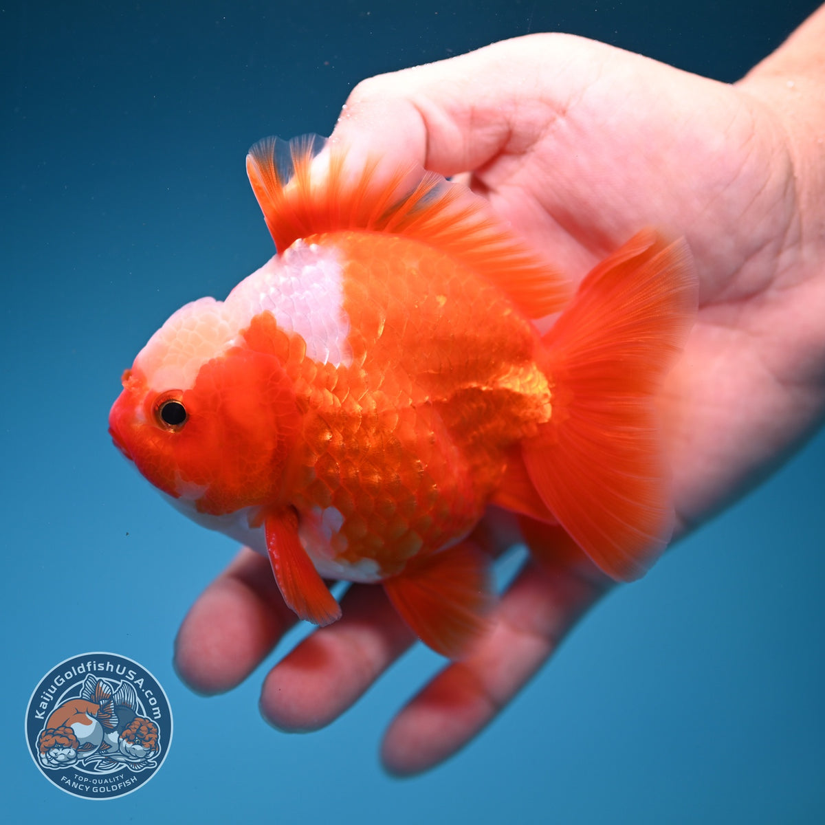 Jade Top Red White YuanBao Oranda 3.5 inch Body (260918_OR08)