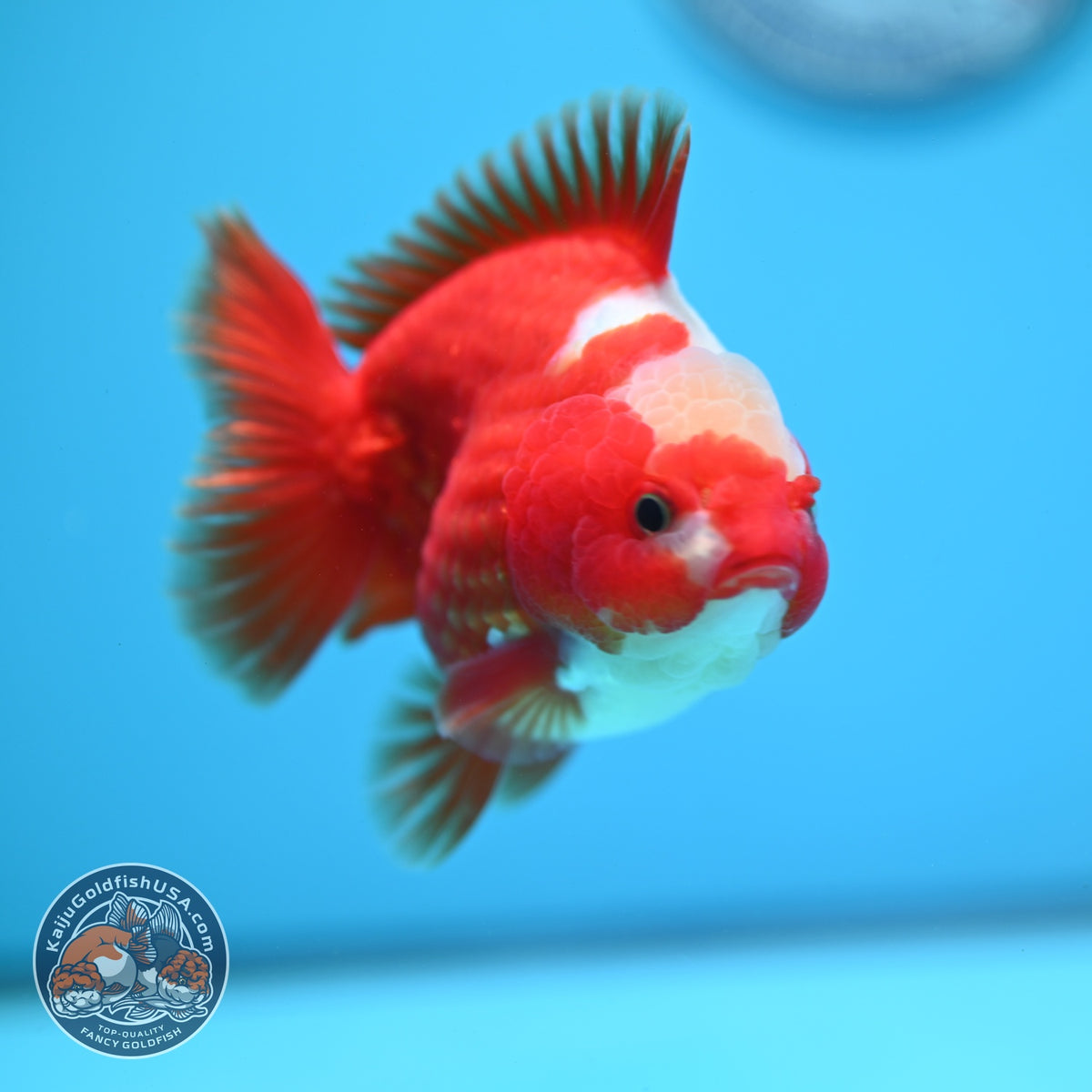 Jade Top Red White YuanBao Oranda 3.5 inch Body (260918_OR08)