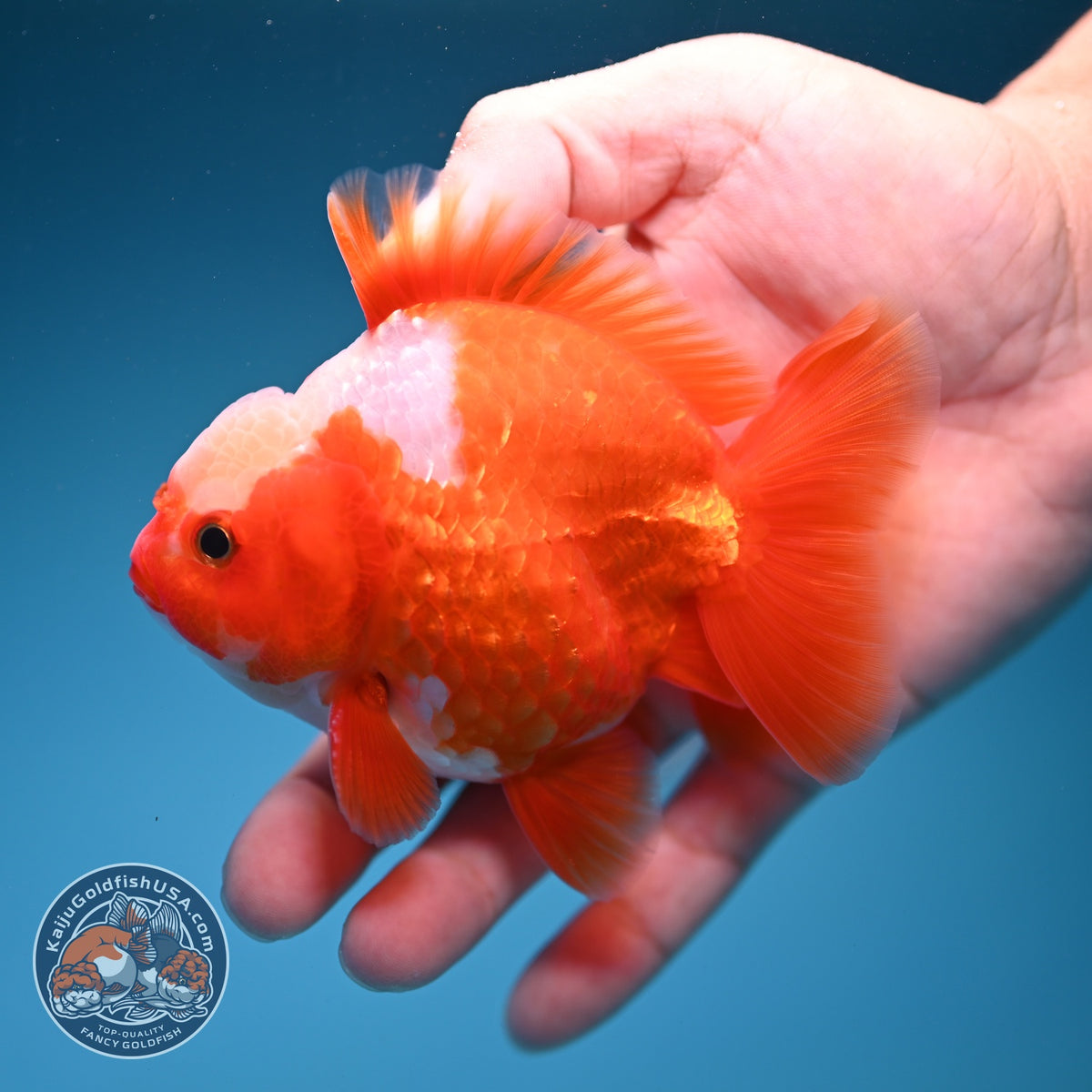 Jade Top Red White YuanBao Oranda 3.5 inch Body (260918_OR08)