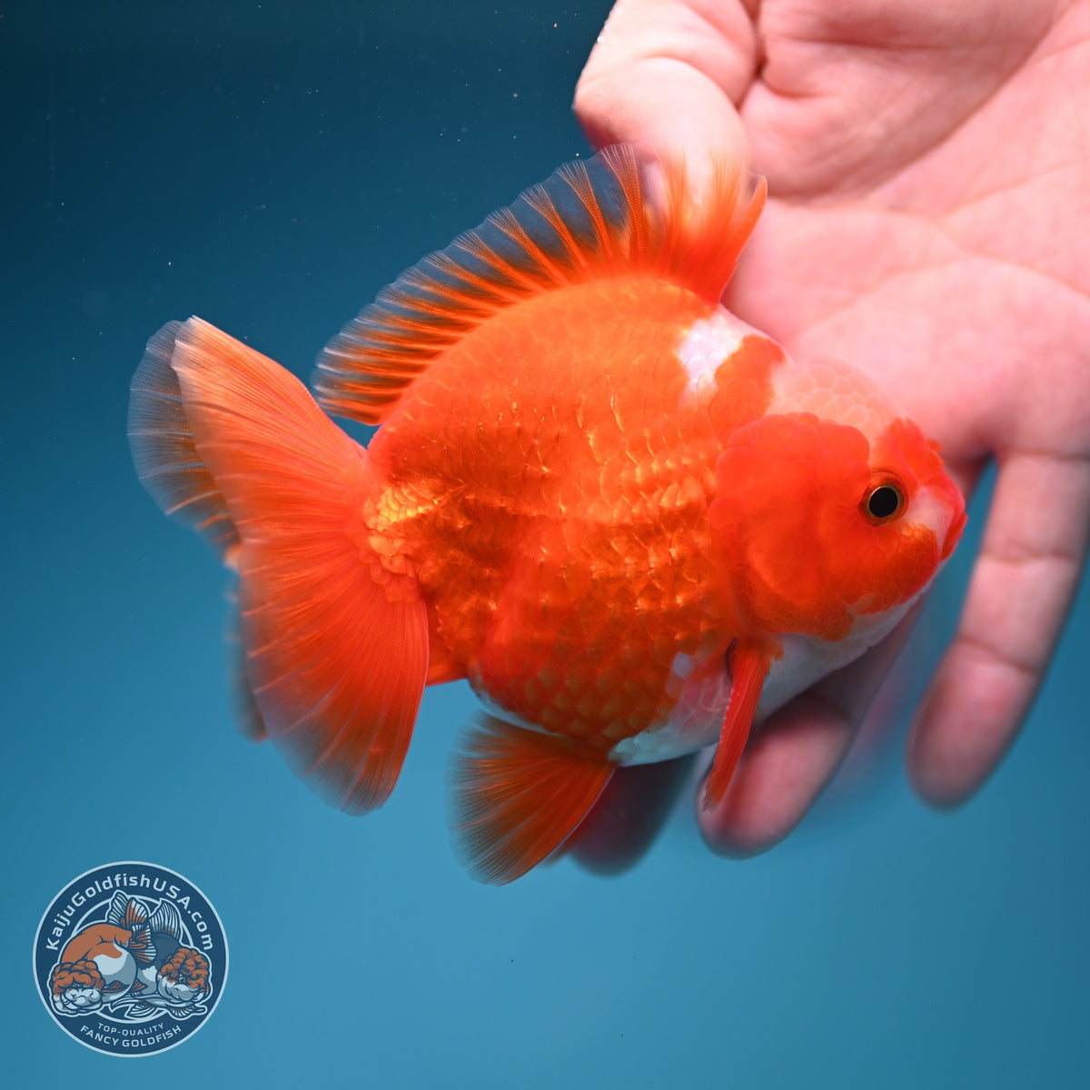Jade Top Red White YuanBao Oranda 3.5 inch Body (260918_OR08)