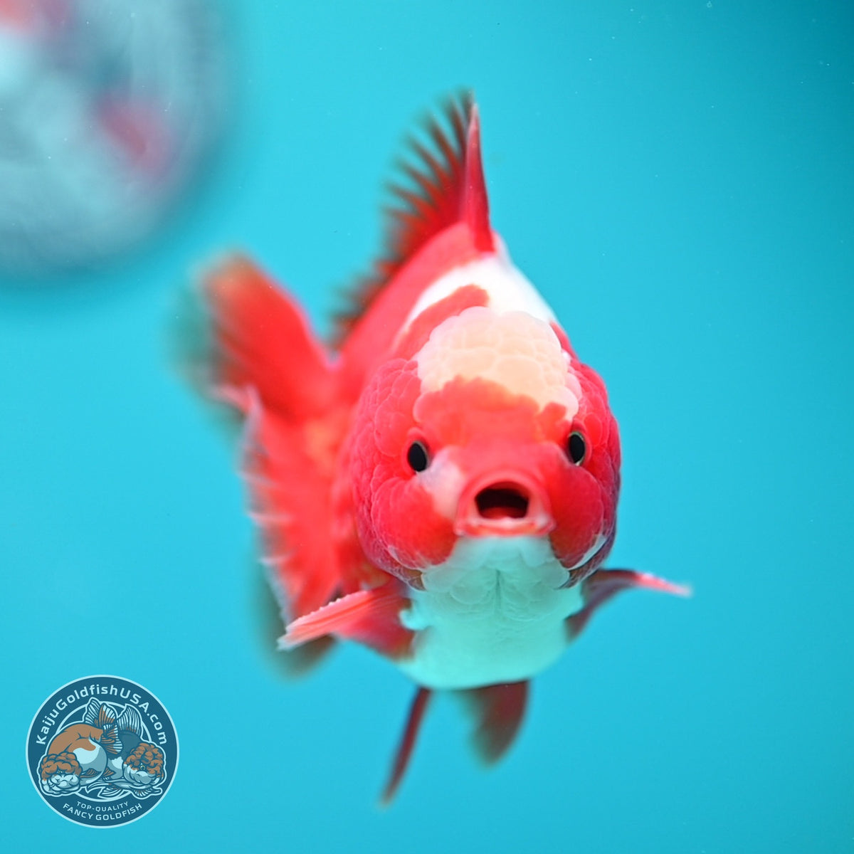 Jade Top Red White YuanBao Oranda 3.5 inch Body (260918_OR08)