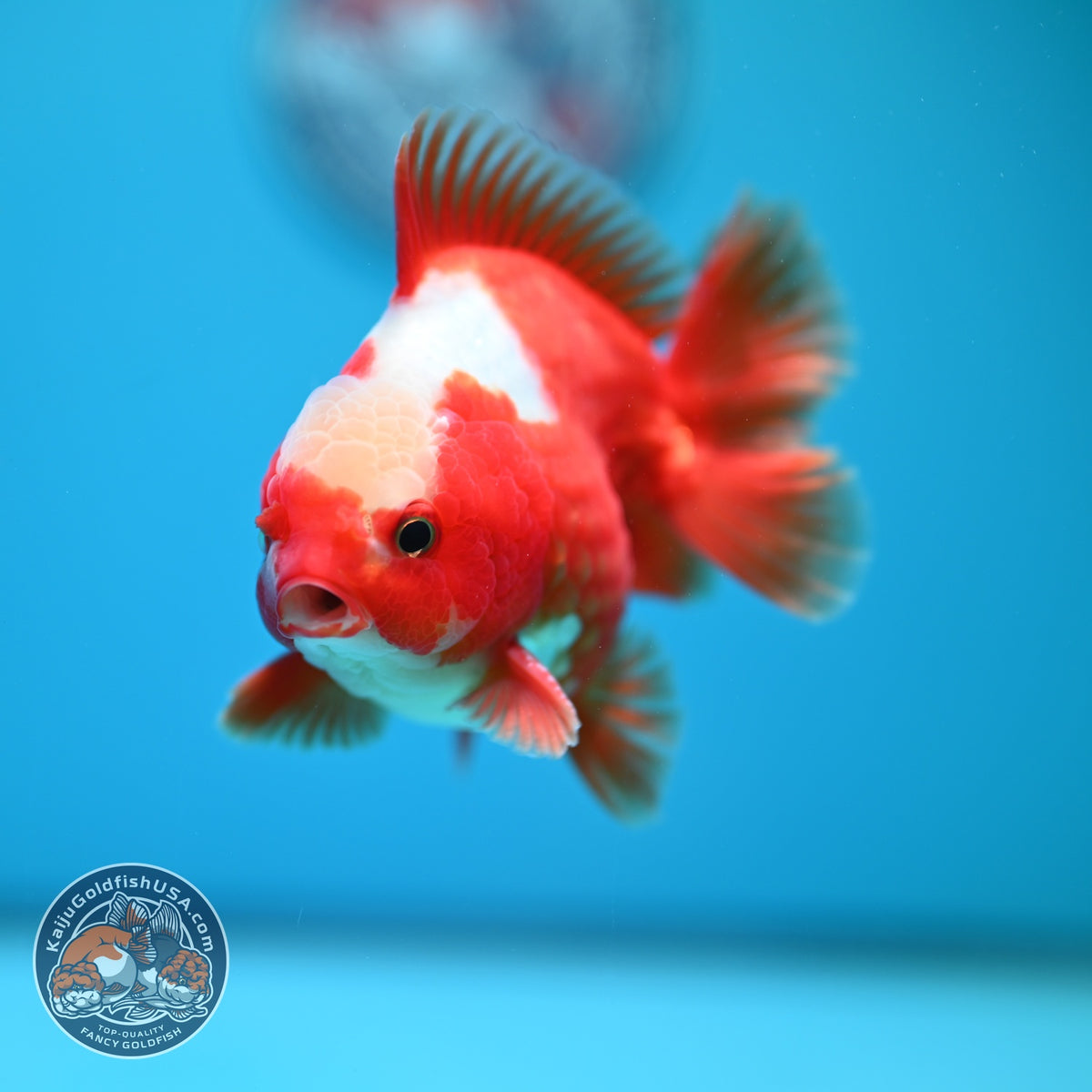 Jade Top Red White YuanBao Oranda 3.5 inch Body (260918_OR08)