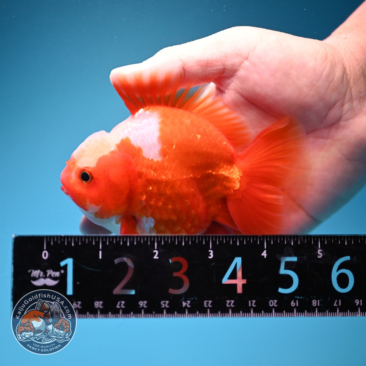 Jade Top Red White YuanBao Oranda 3.5 inch Body (260918_OR08)