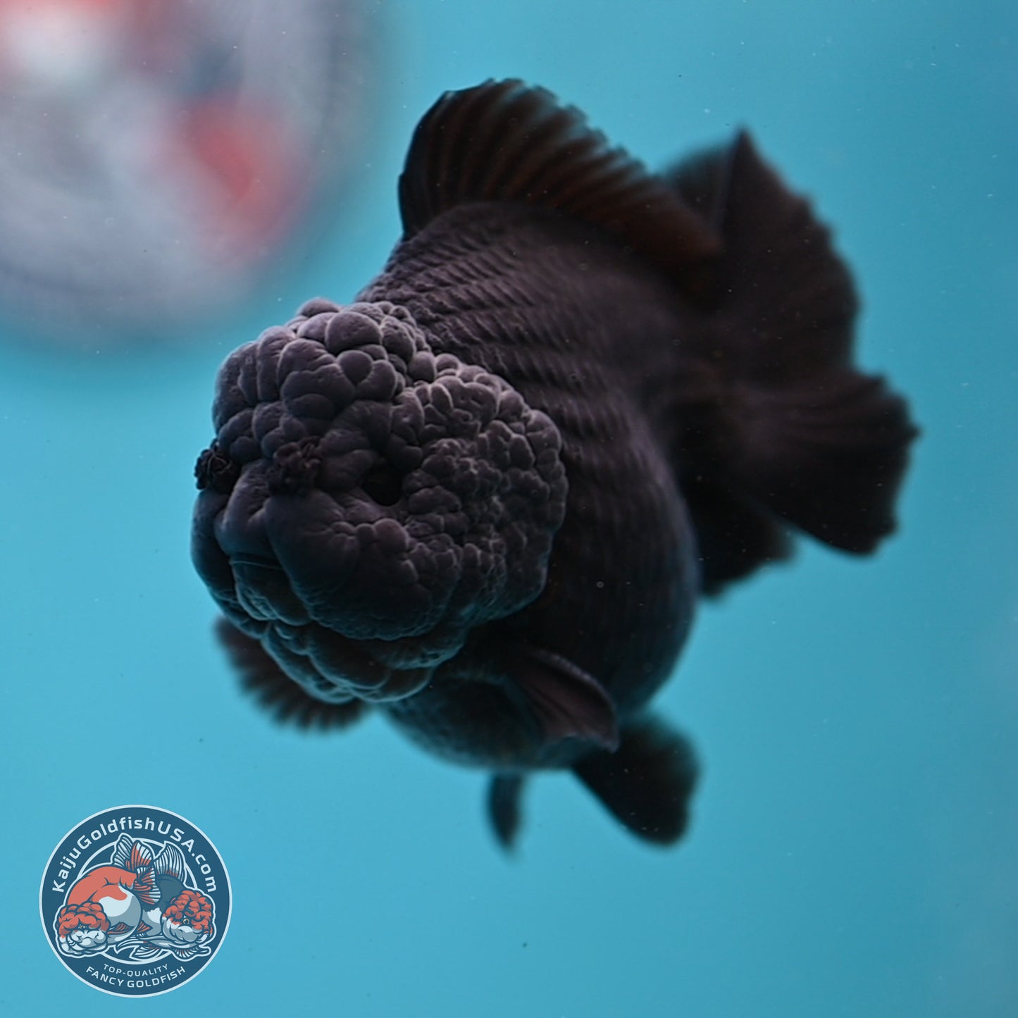 Jet Black Oranda 3 inch Body (260213_OR03)