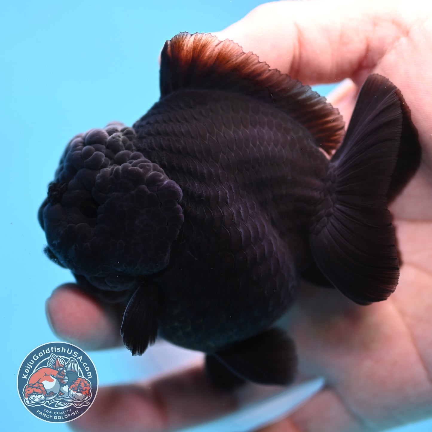 Jet Black Oranda 3 inch Body (260213_OR03)