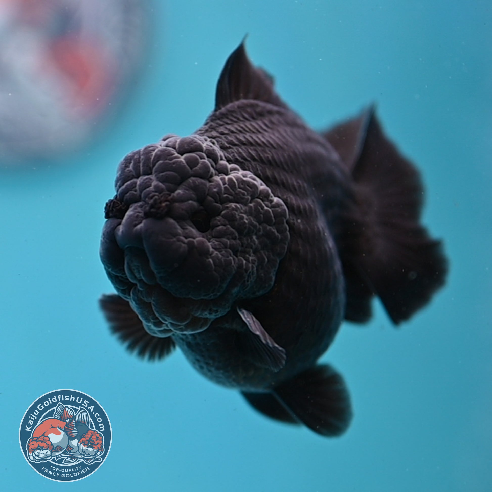 Jet Black Oranda 3 inch Body (260213_OR03)