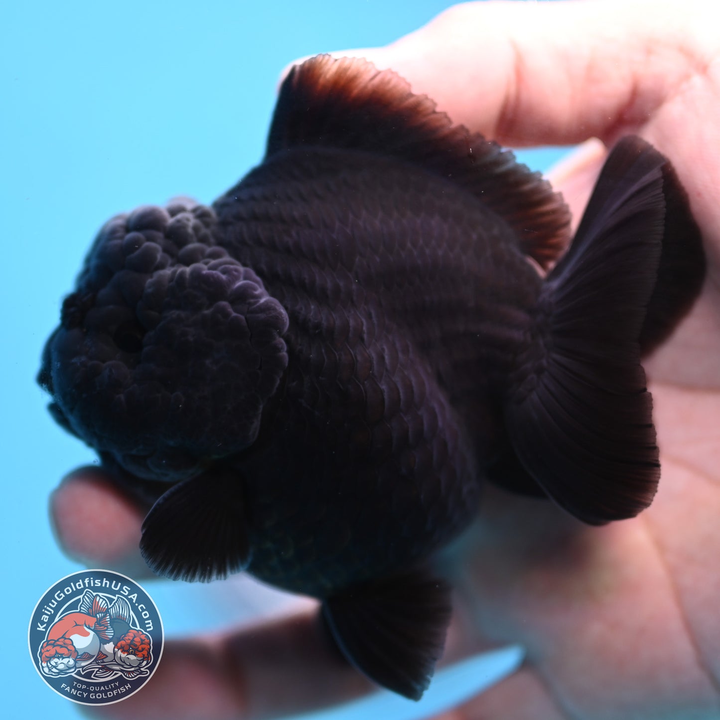 Jet Black Oranda 3 inch Body (260213_OR03)