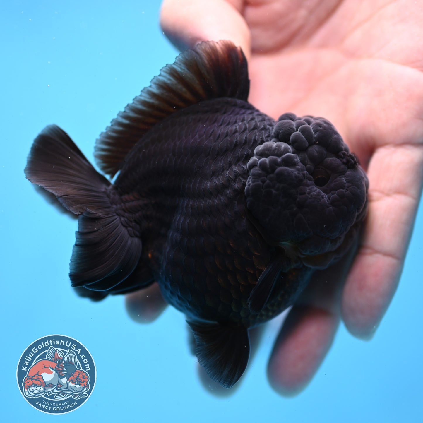 Jet Black Oranda 3 inch Body (260213_OR03)