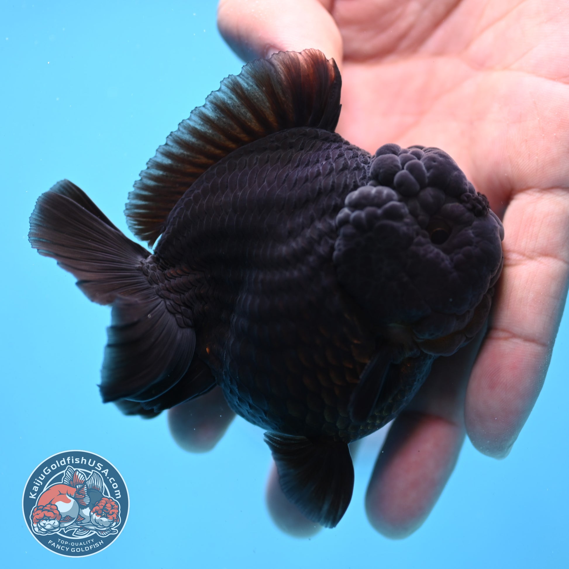 Jet Black Oranda 3 inch Body (260213_OR03)
