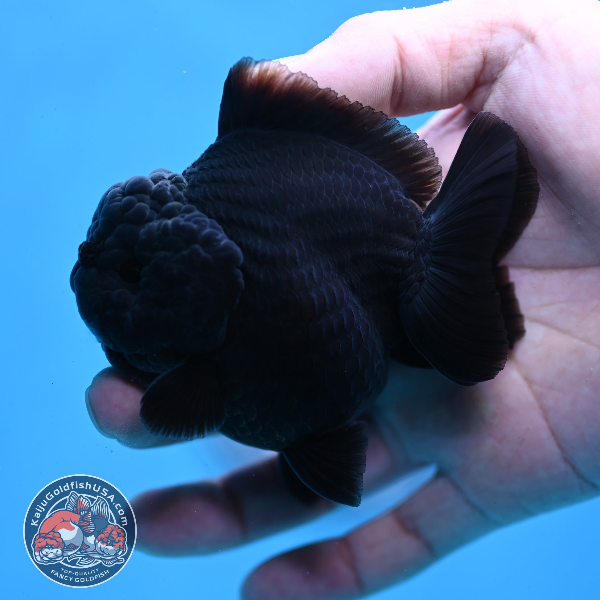 Jet Black Oranda 3 inch Body (260213_OR03)