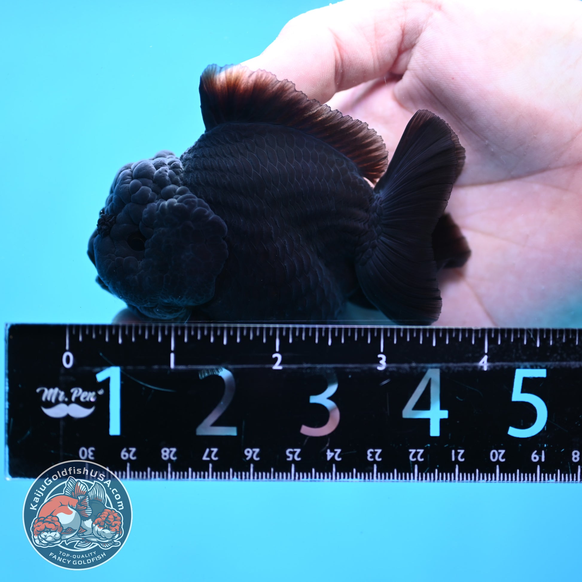 Jet Black Oranda 3 inch Body (260213_OR03)