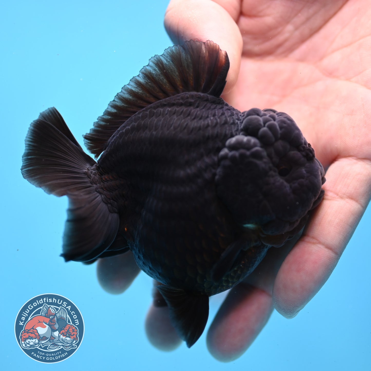 Jet Black Oranda 3 inch Body (260213_OR03)