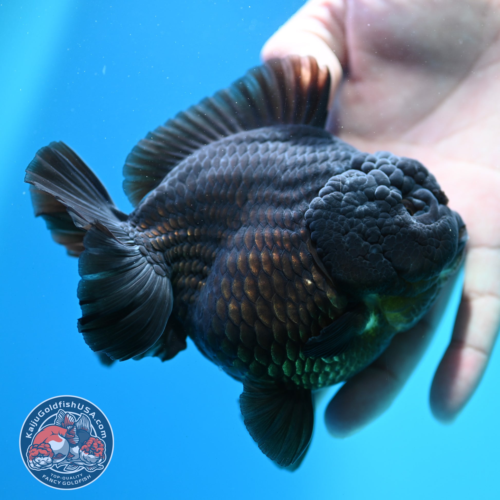 Jet Black Oranda 4 inch Body (260424_OR10)